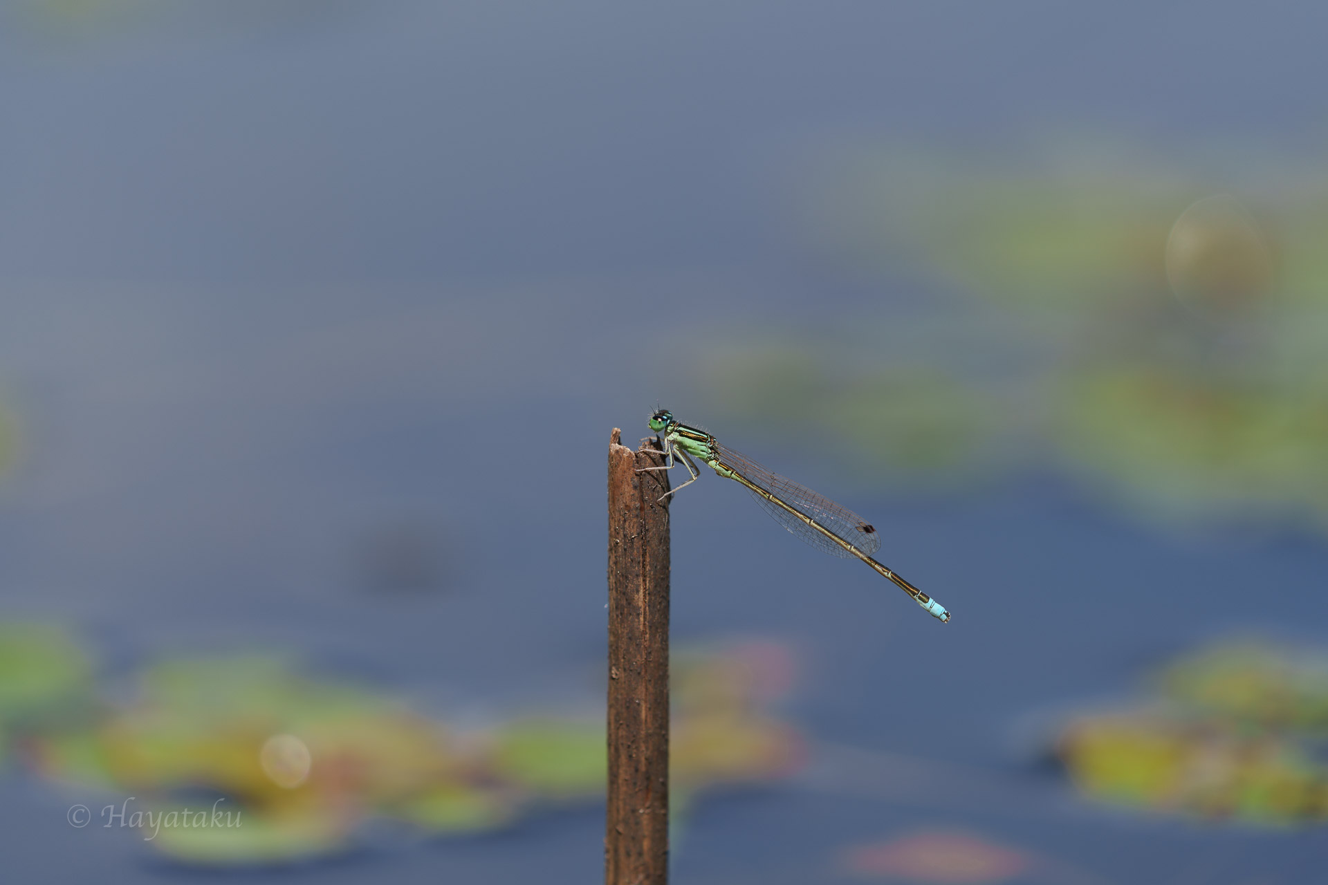 アジアイトトンボ