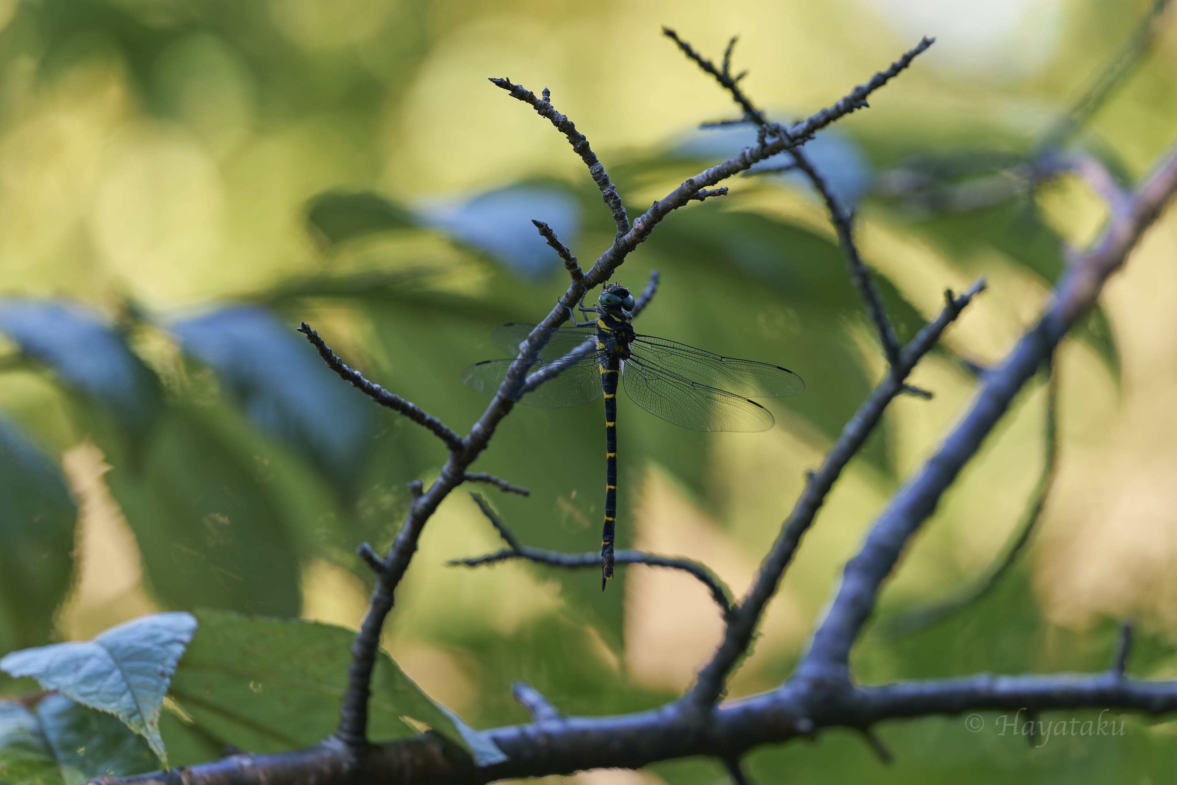 アマミオニヤンマ