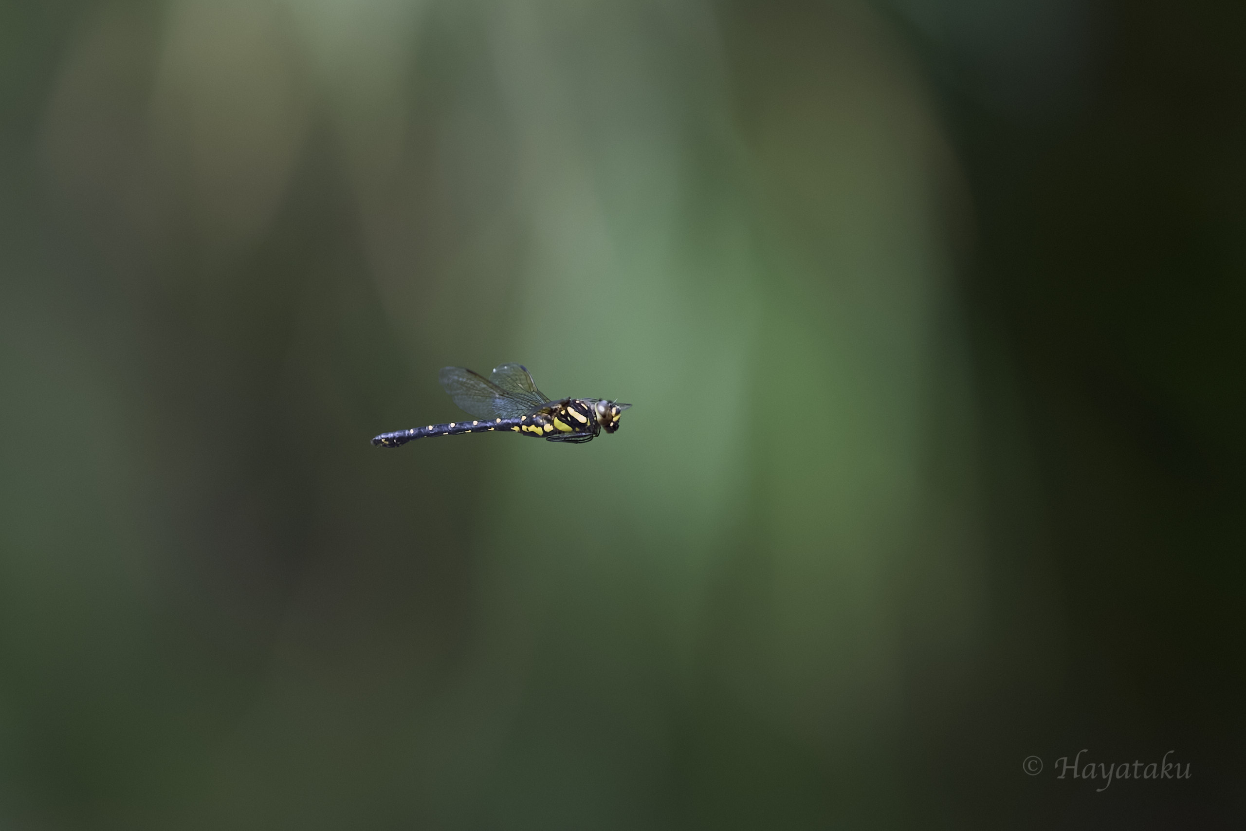 オキナワサラサヤンマ