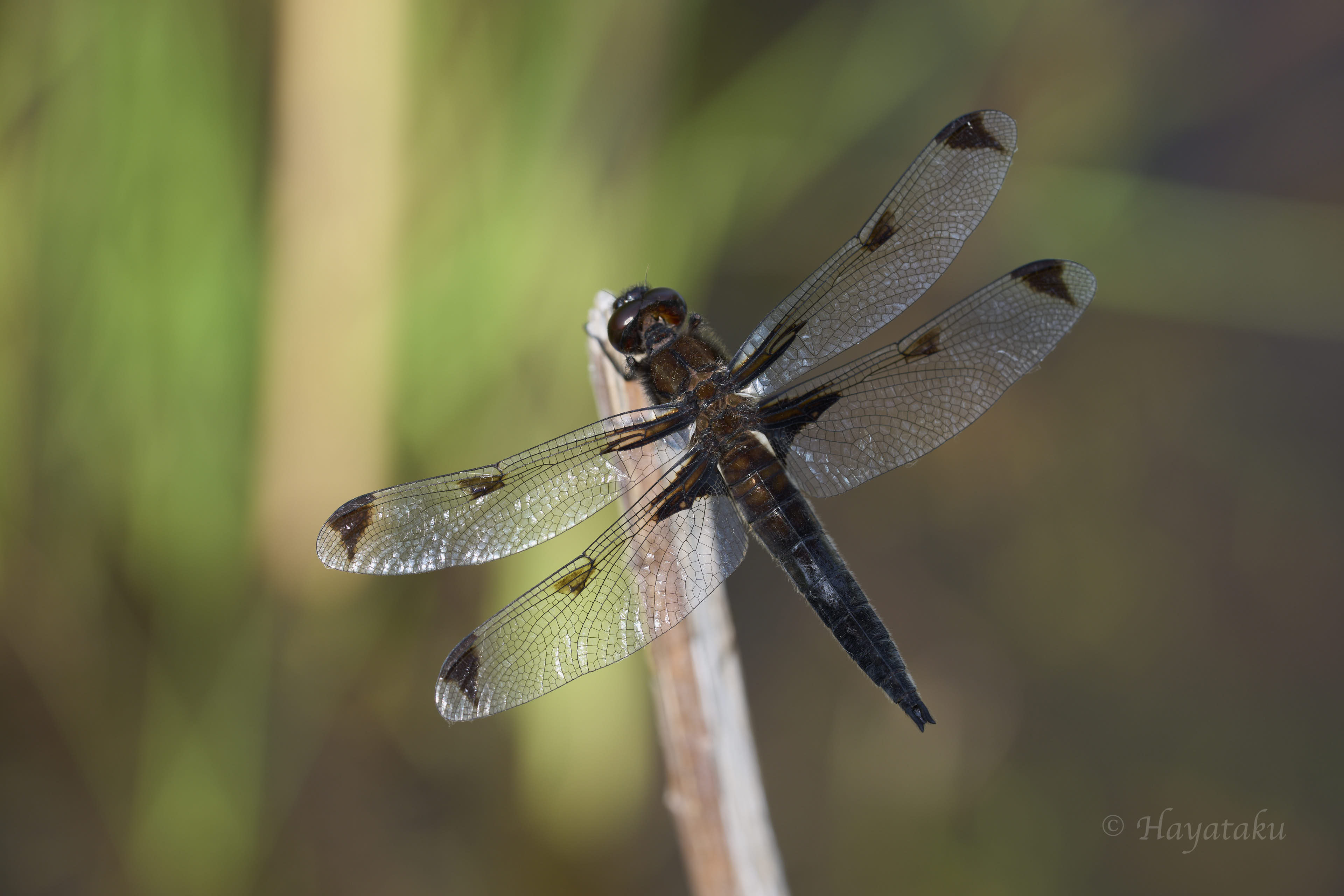 ベッコウトンボ