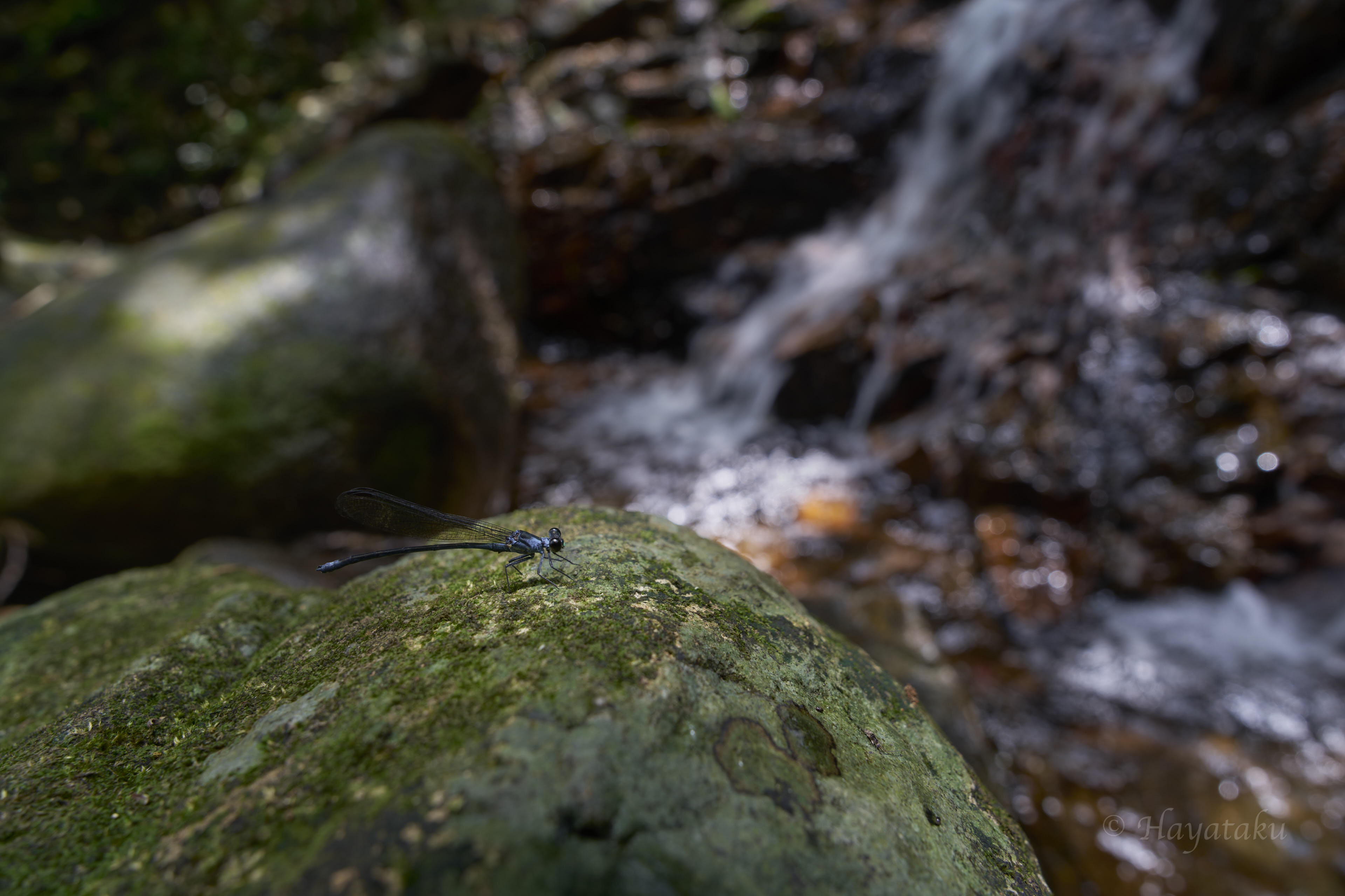 チビカワトンボ