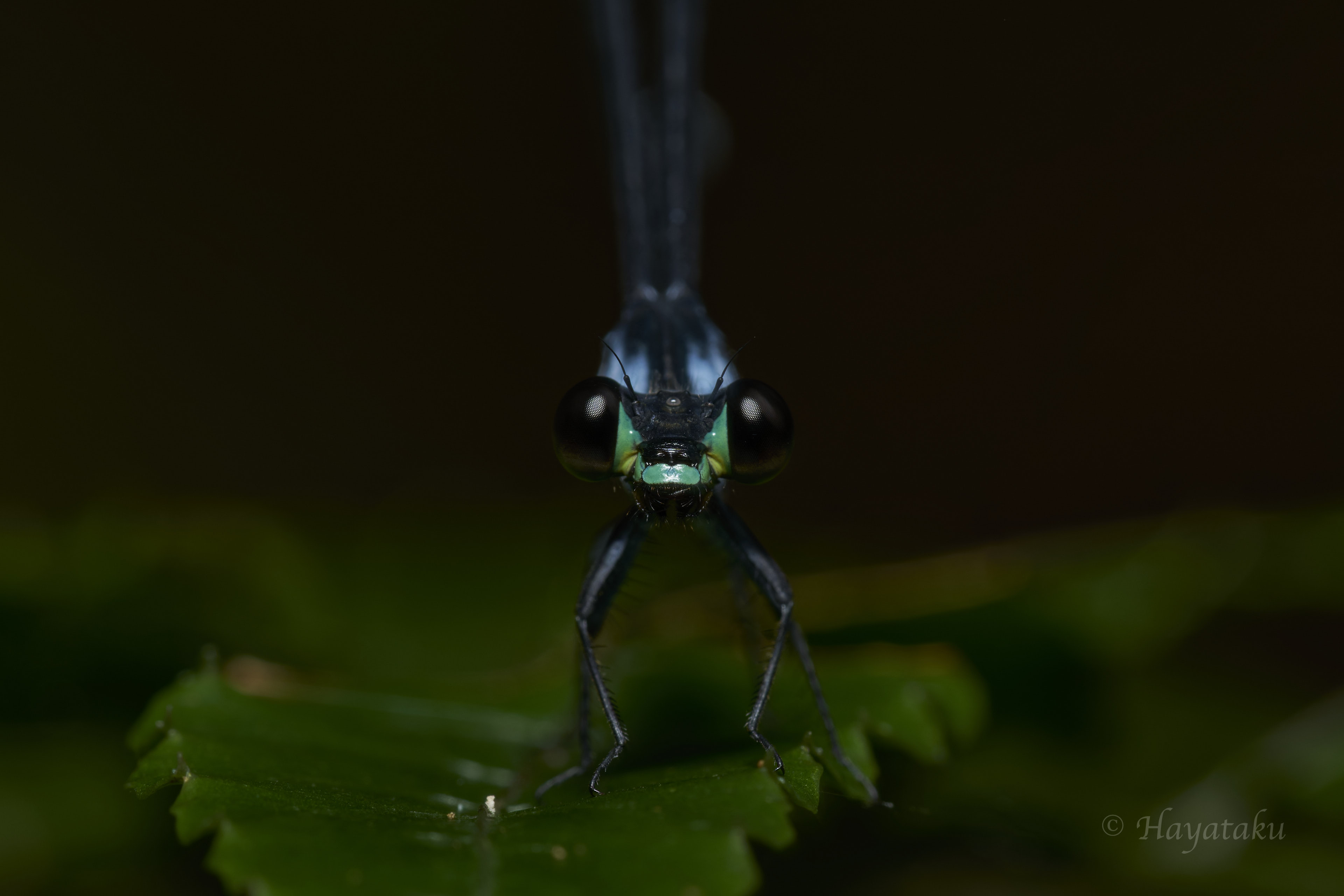 チビカワトンボ