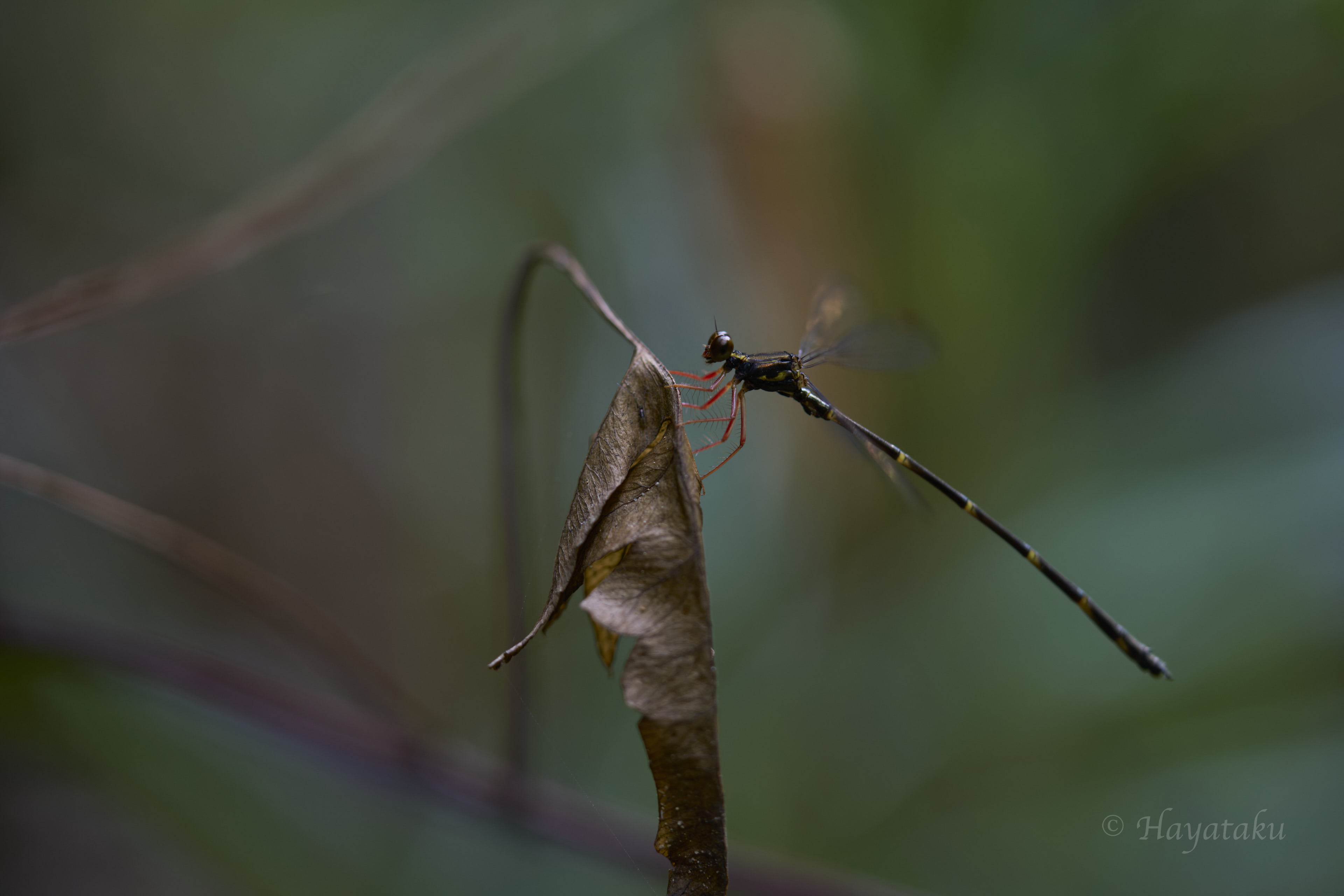 ヤエヤマトゲオトンボ