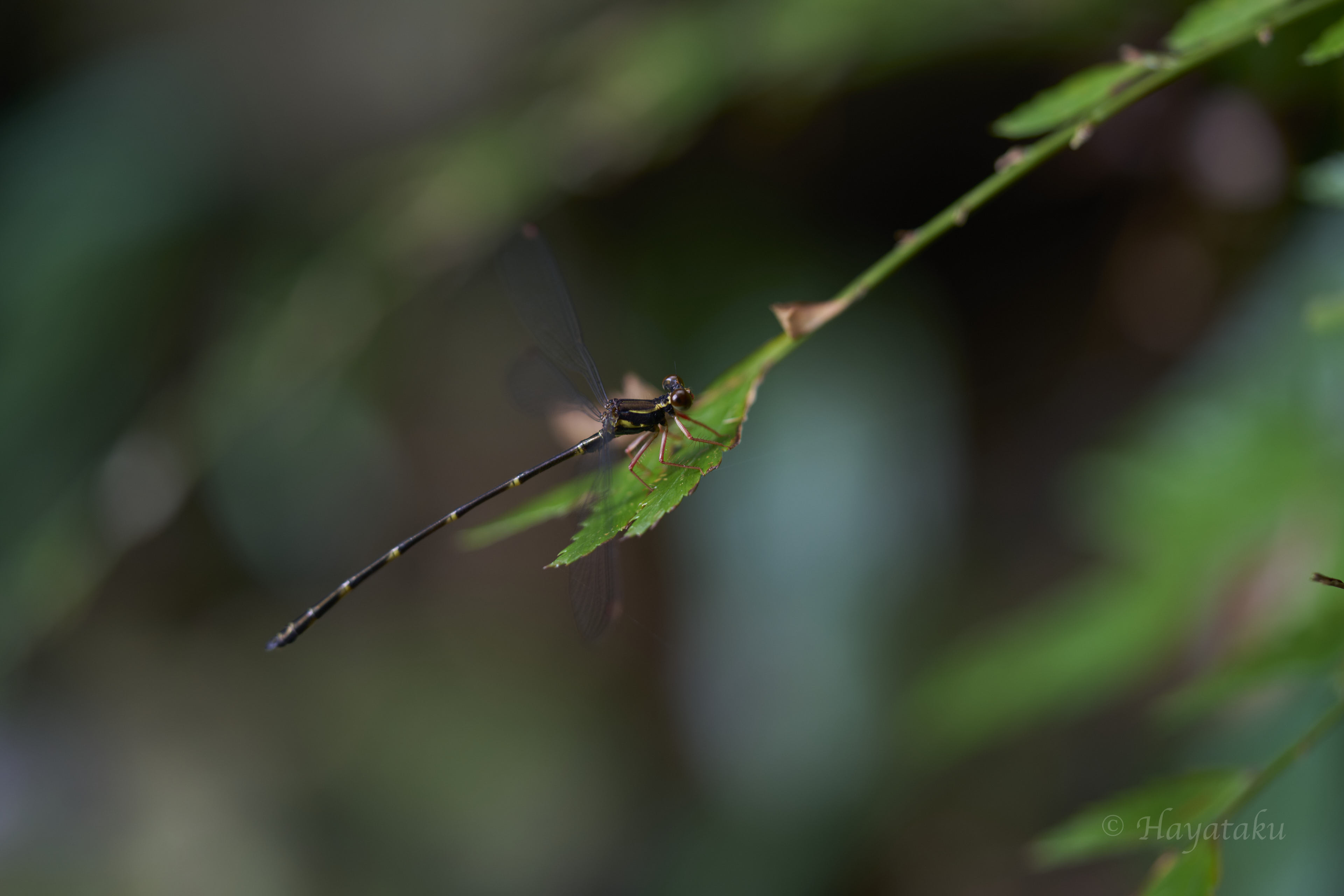 ヤエヤマトゲオトンボ