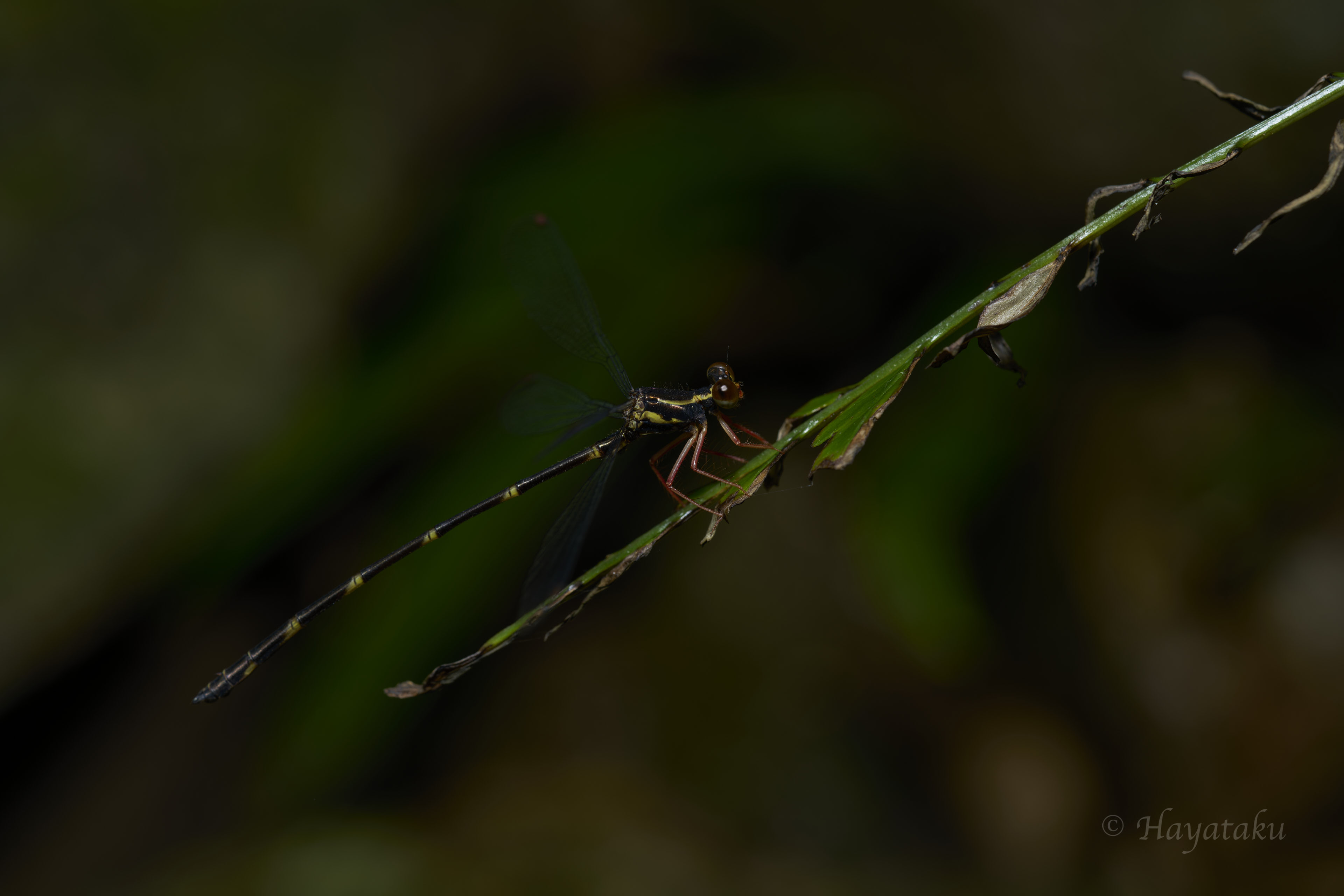 ヤエヤマトゲオトンボ