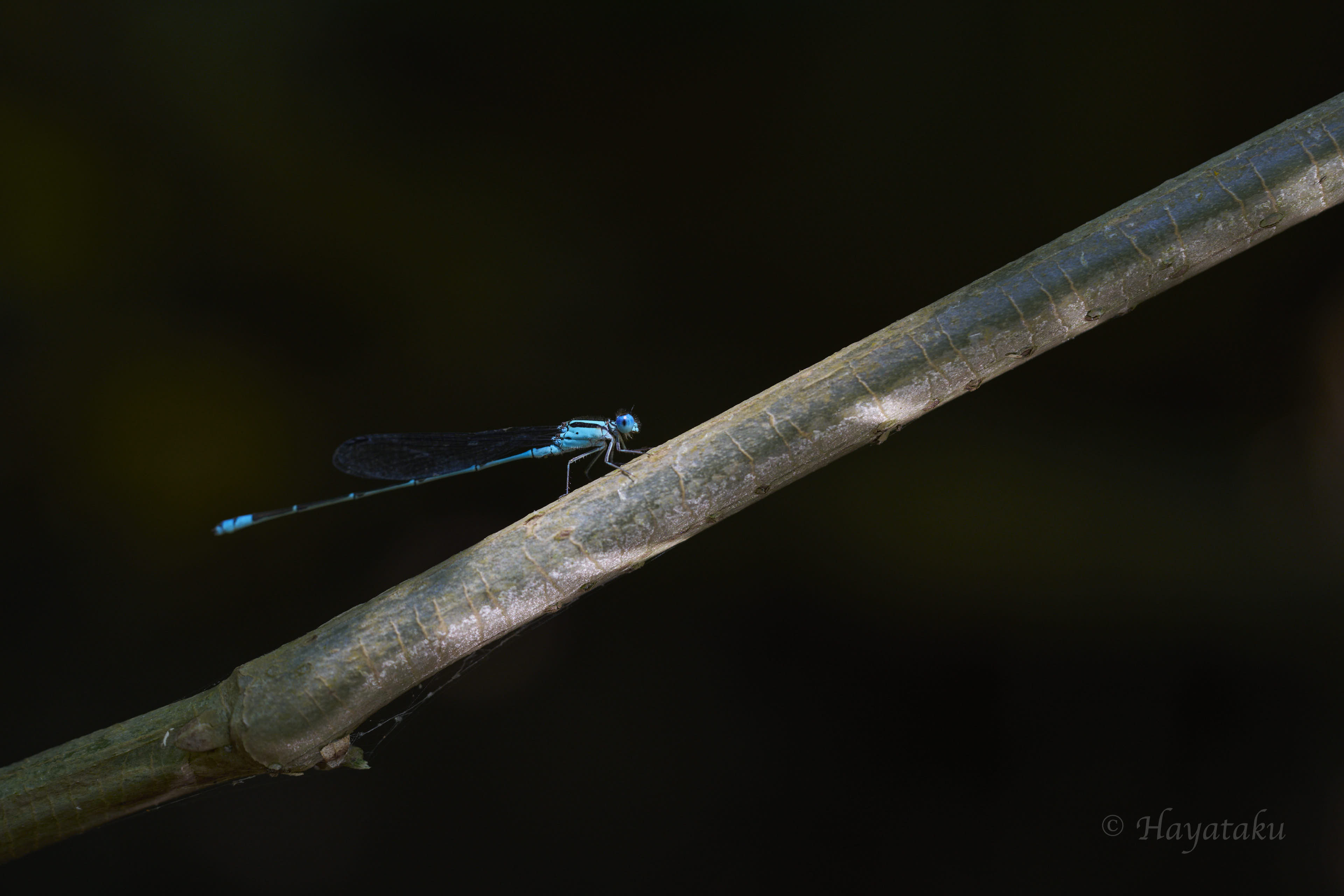 アオナガイトトンボ