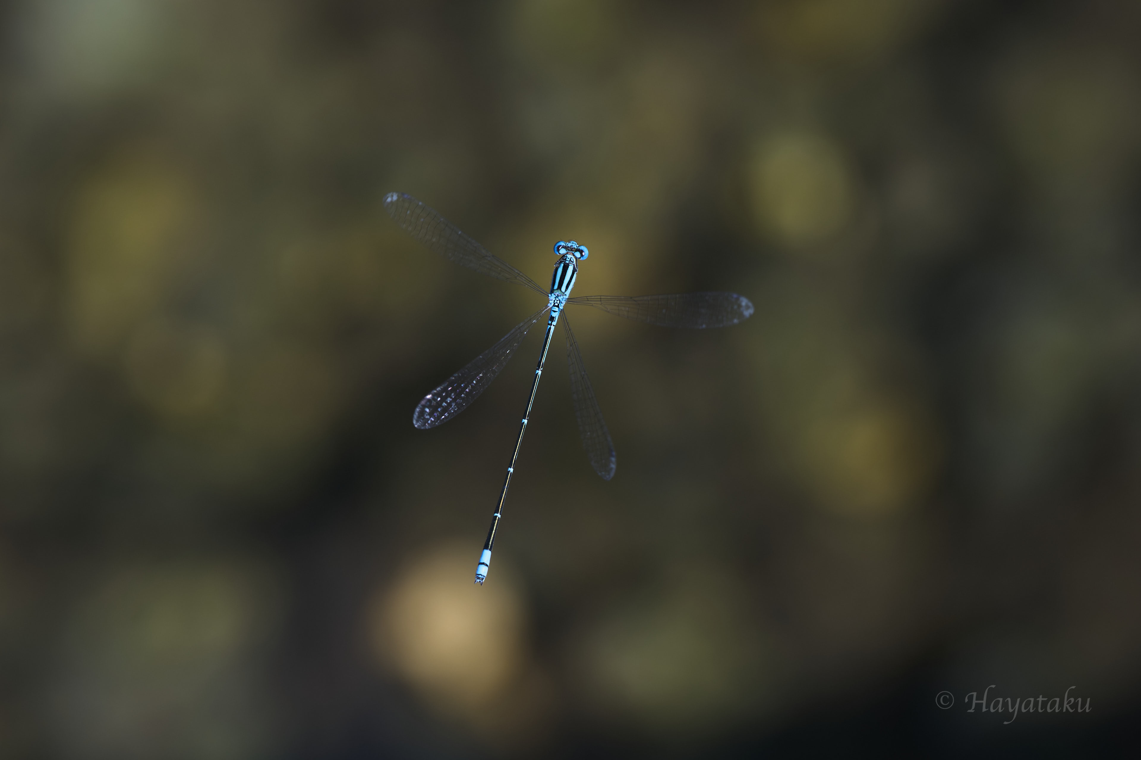 アオナガイトトンボ