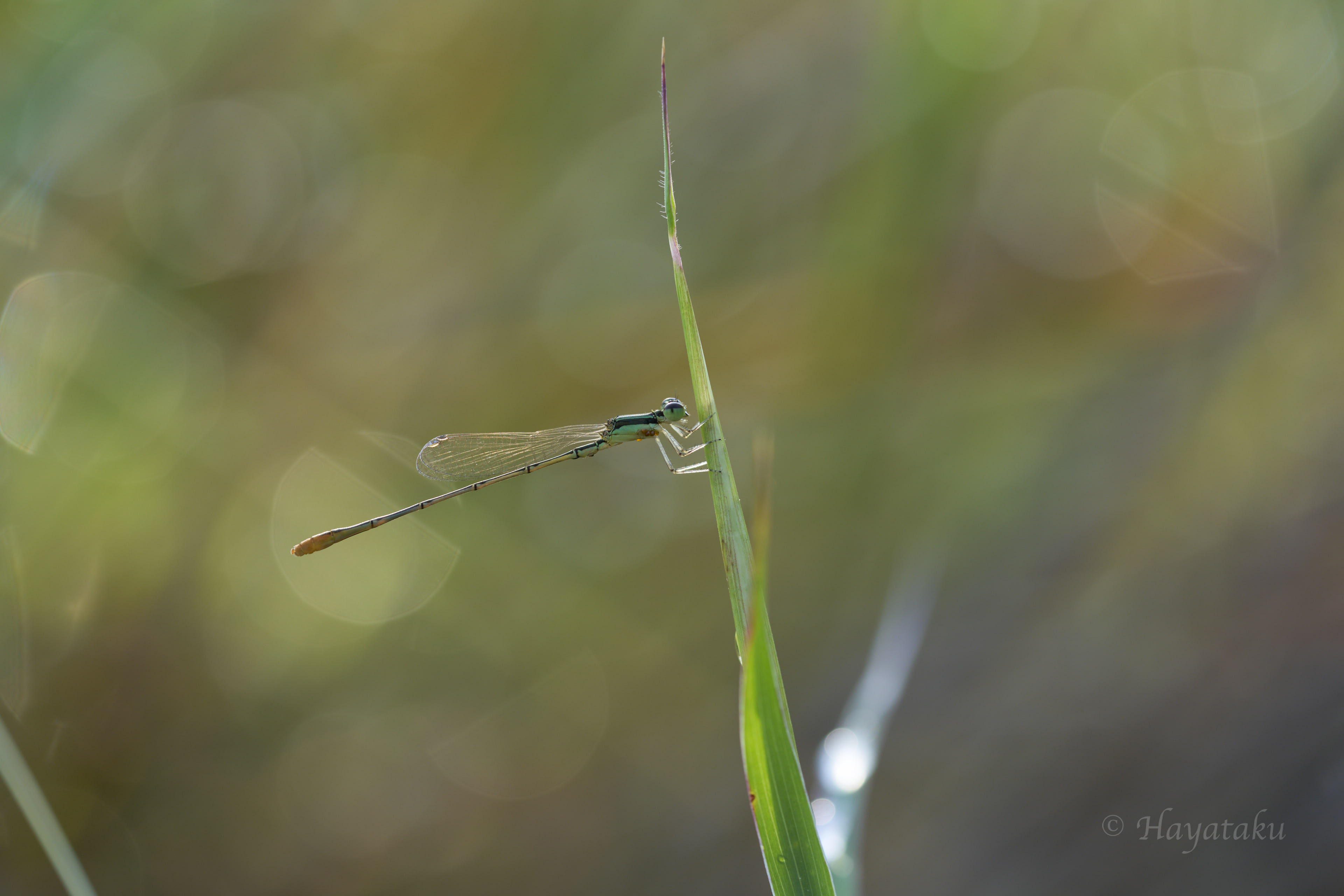 ヒメイトトンボ