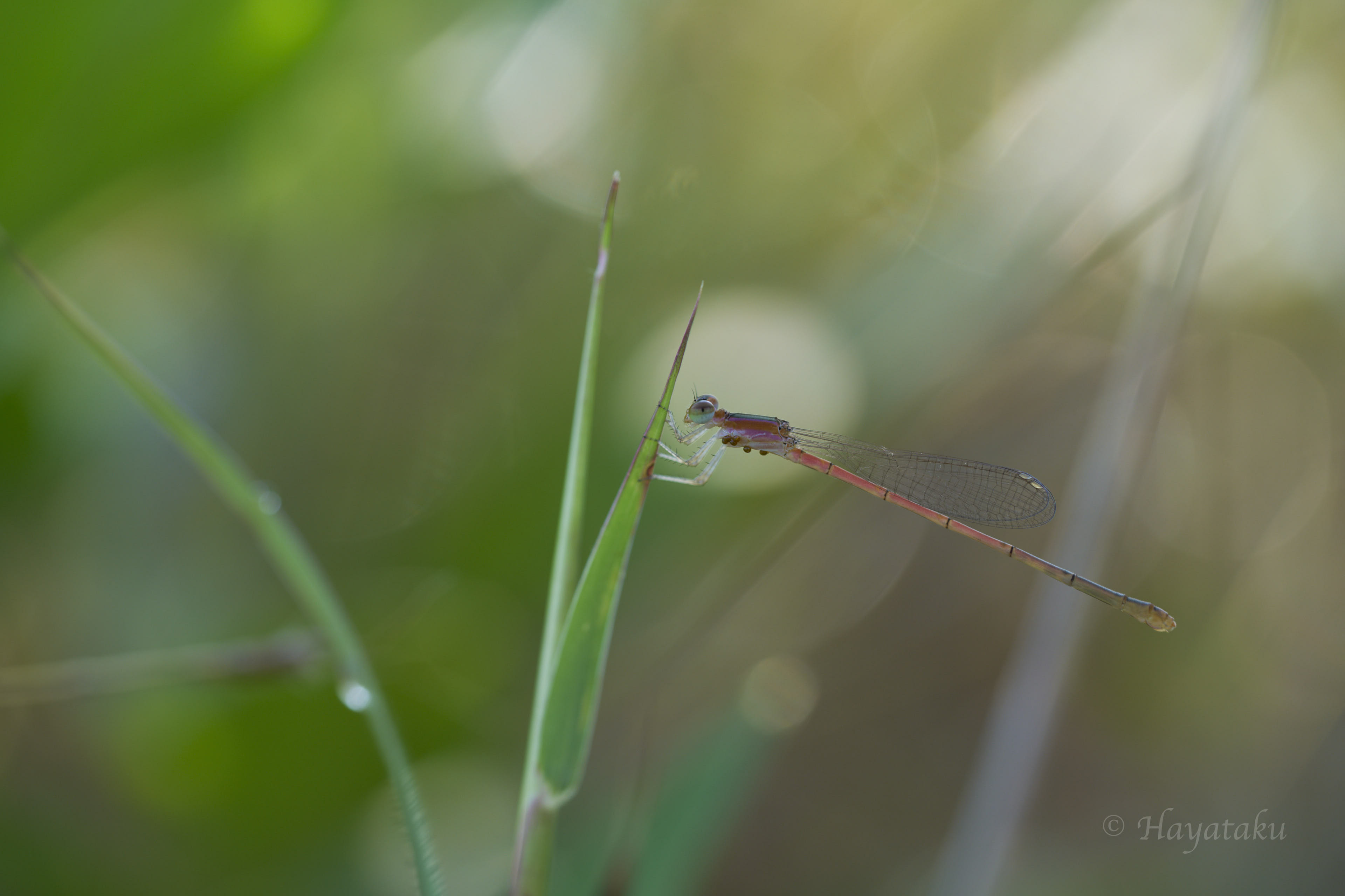 ヒメイトトンボ