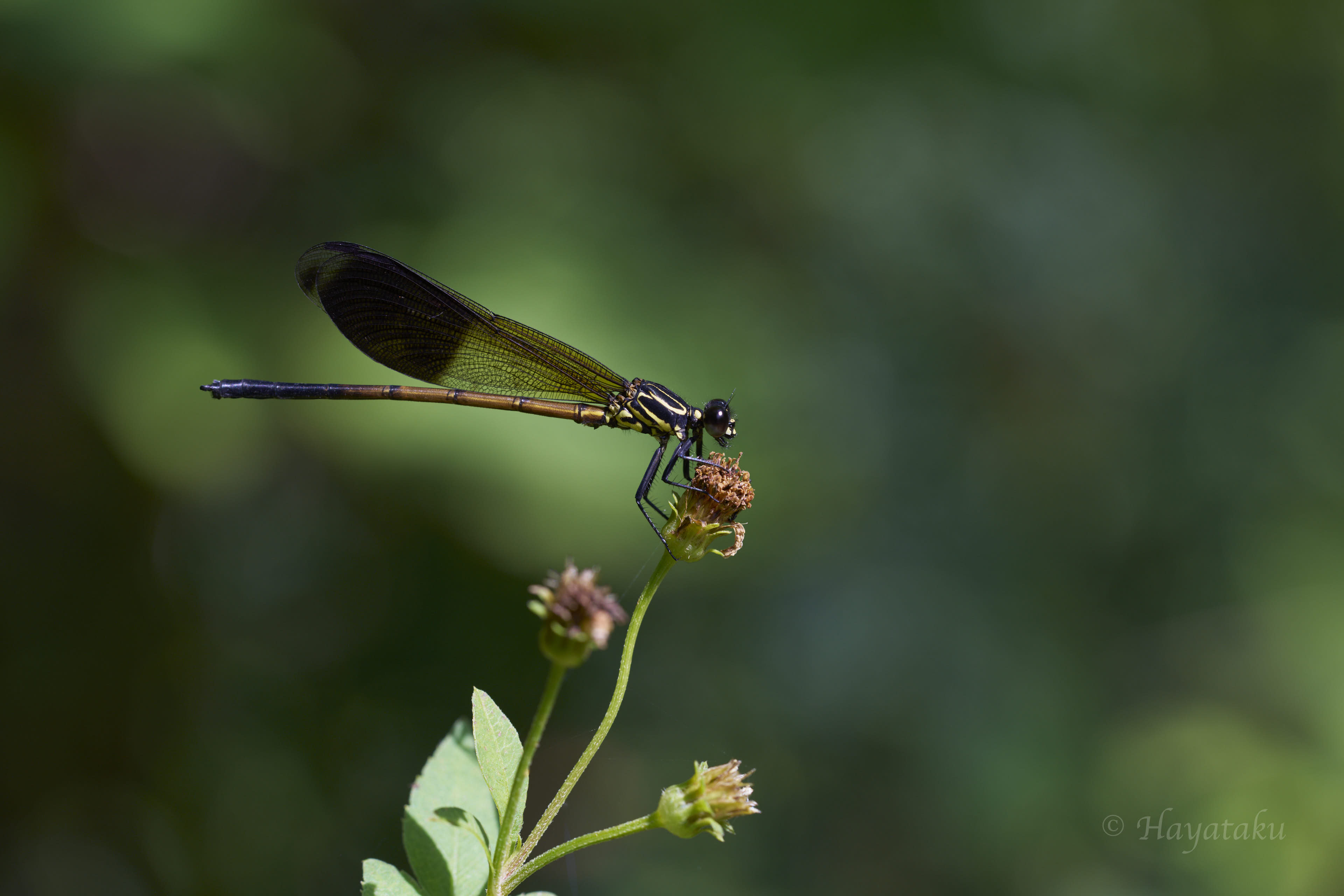 コナカハグロトンボ