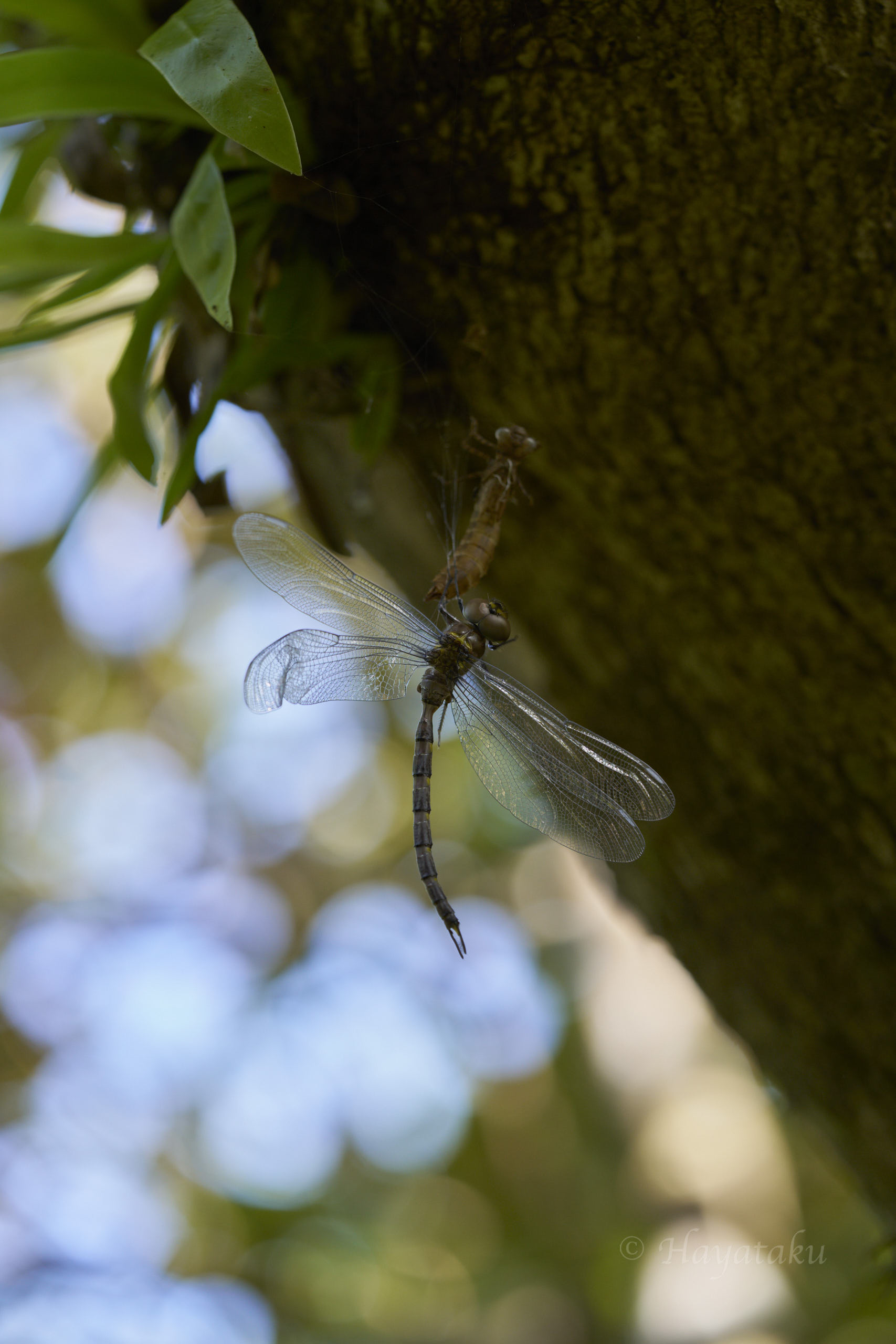 リュウキュウカトリヤンマ