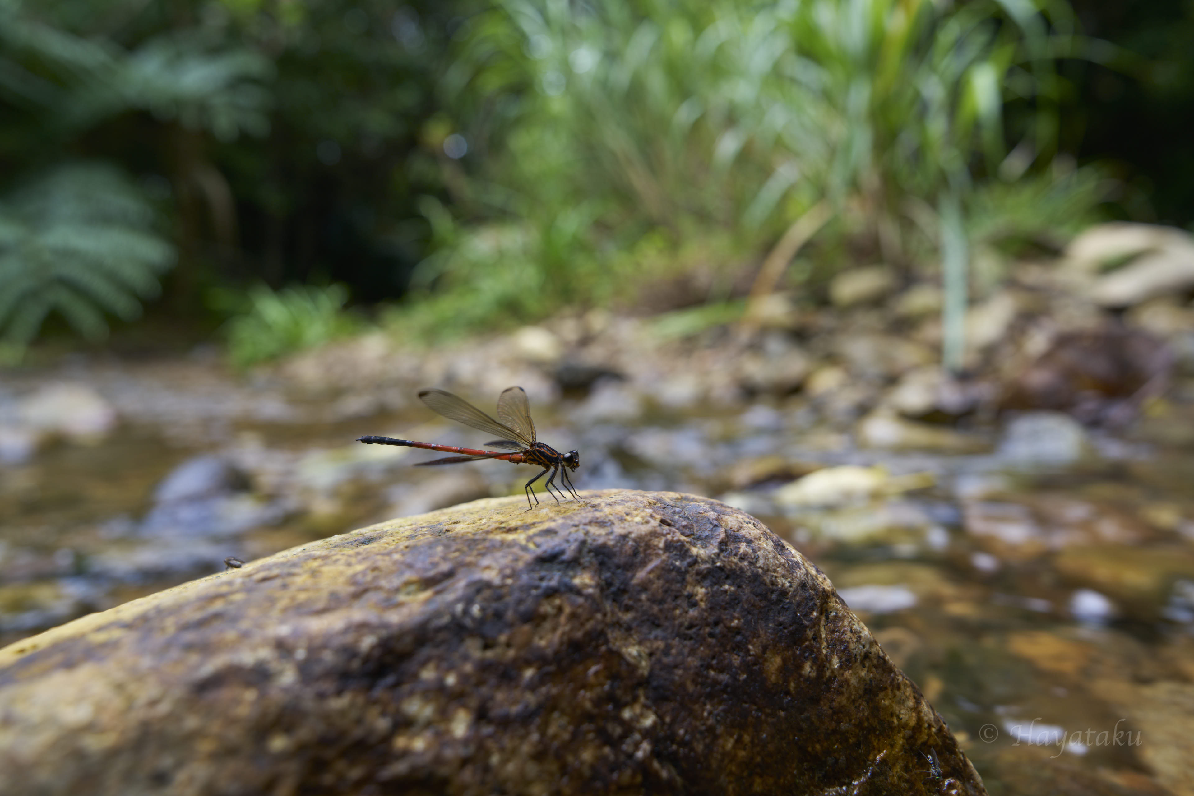 コナカハグロトンボ