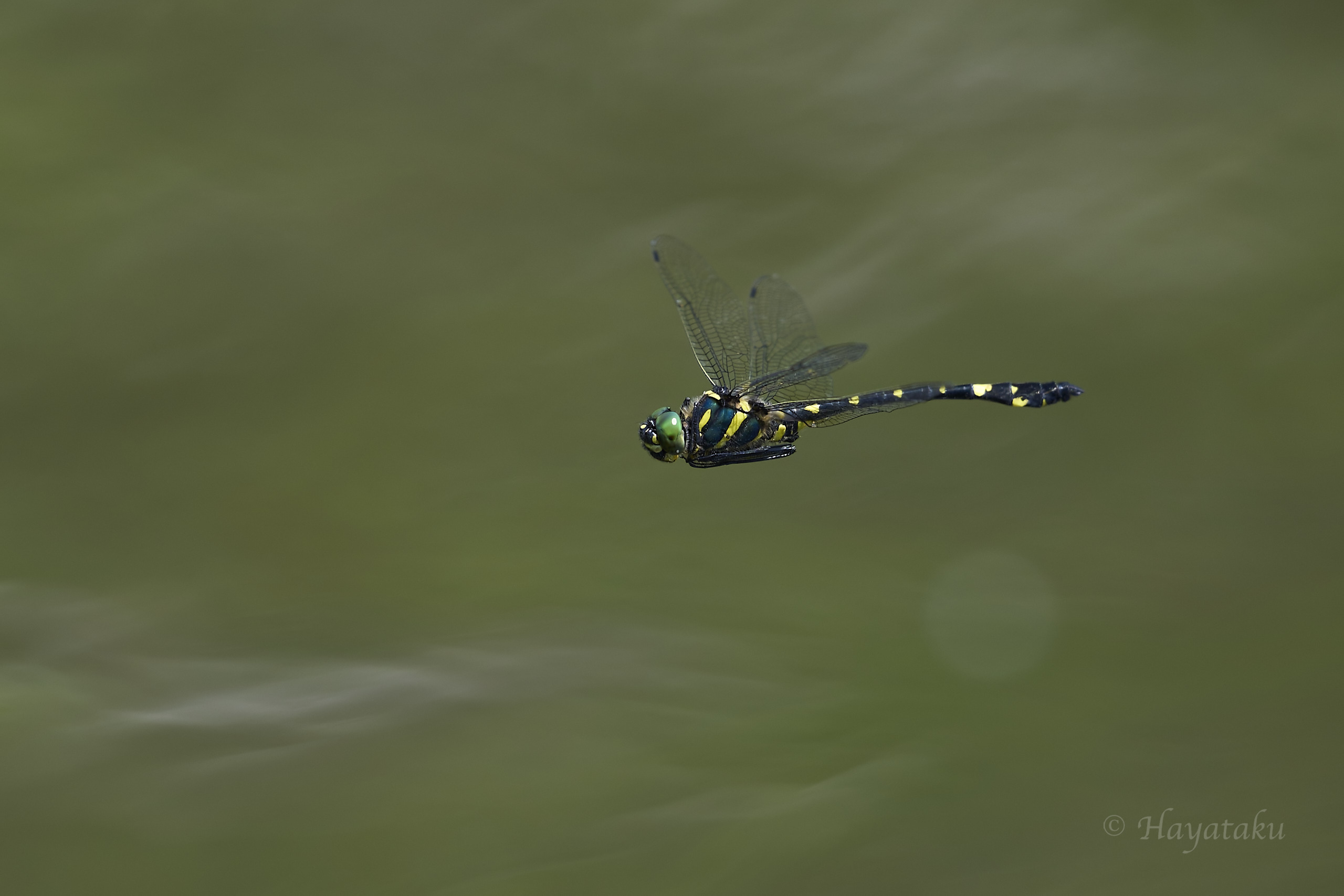 キイロヤマトンボ