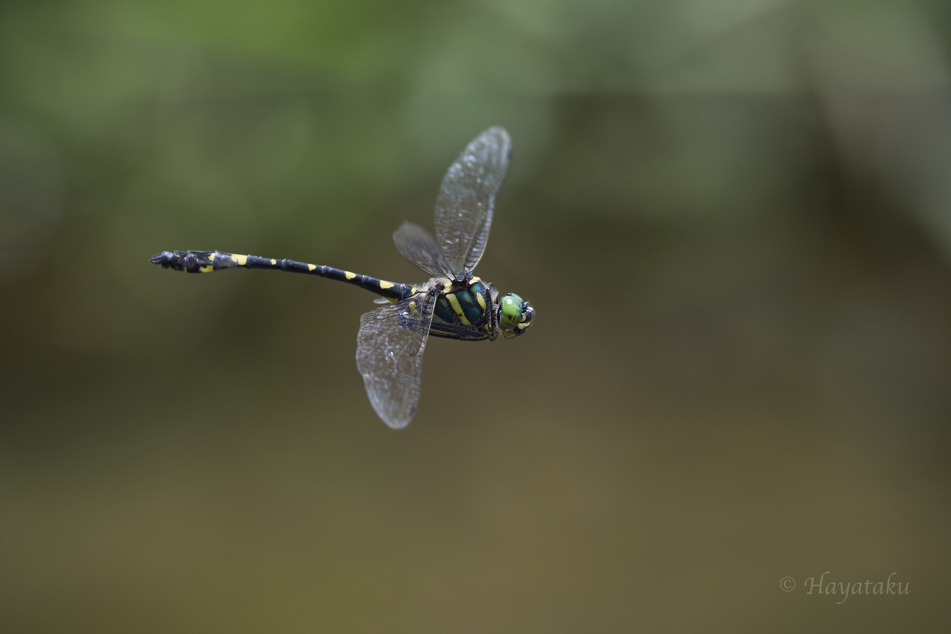 キイロヤマトンボ