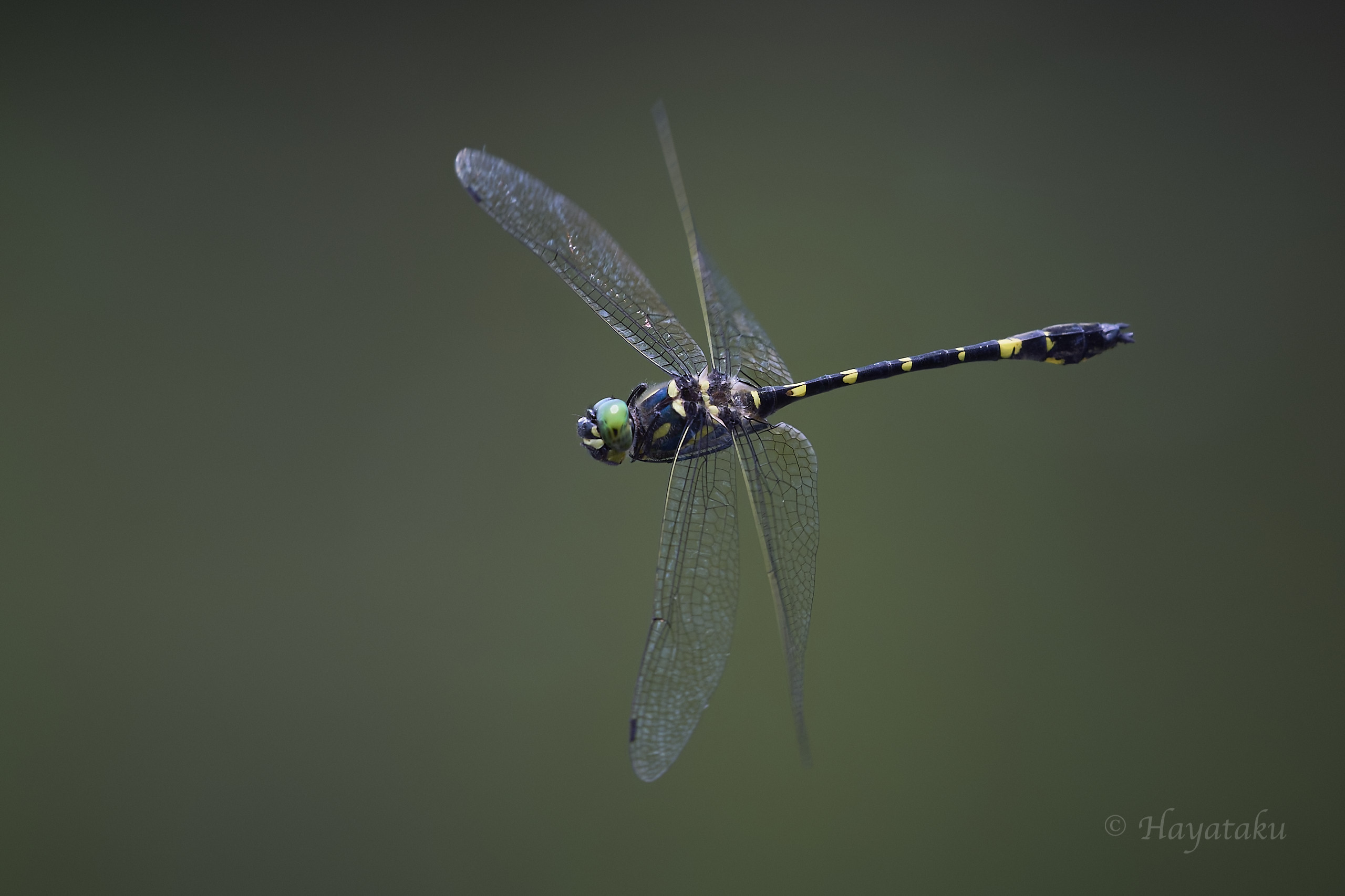 キイロヤマトンボ