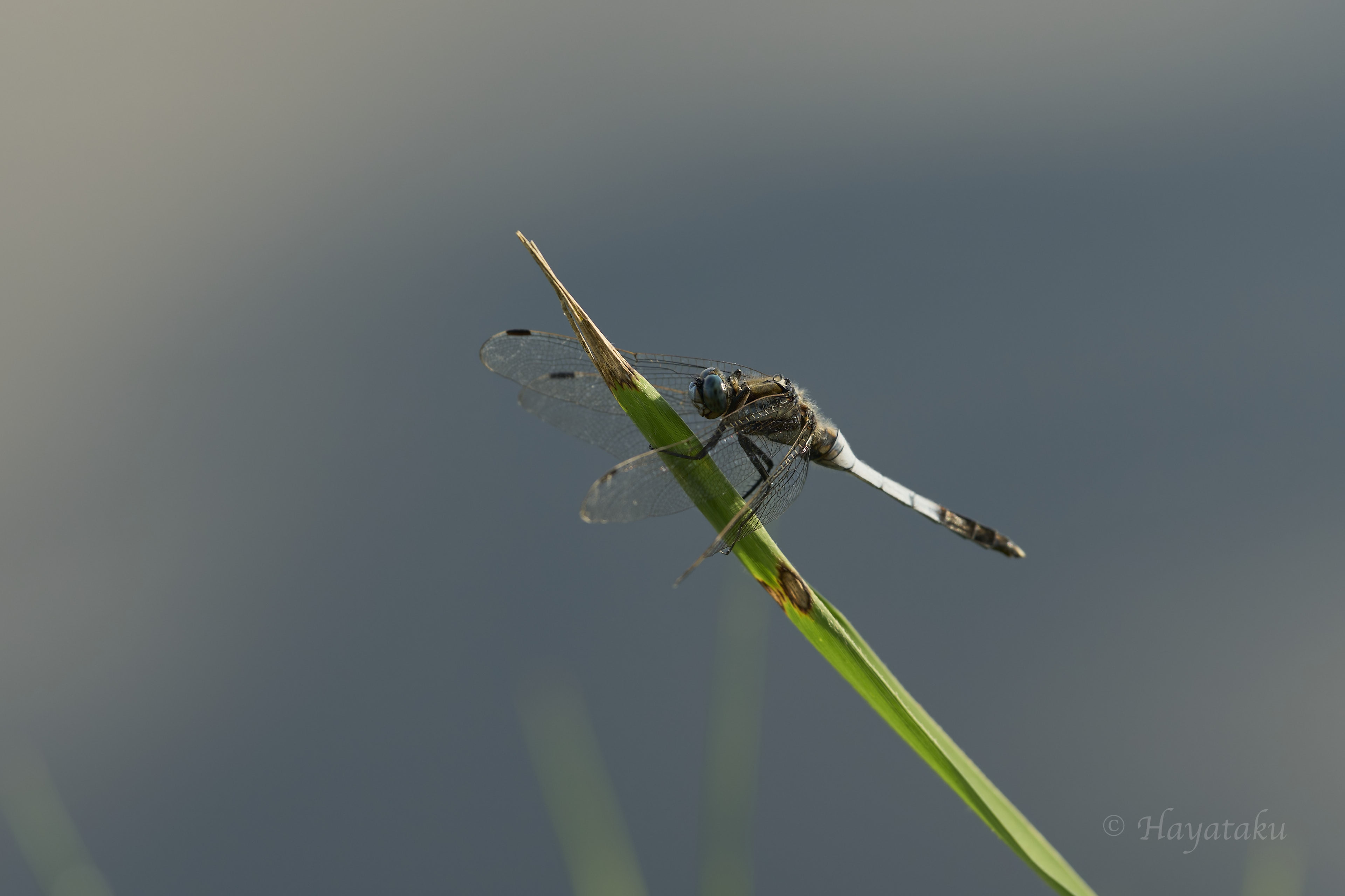 シオカラトンボ