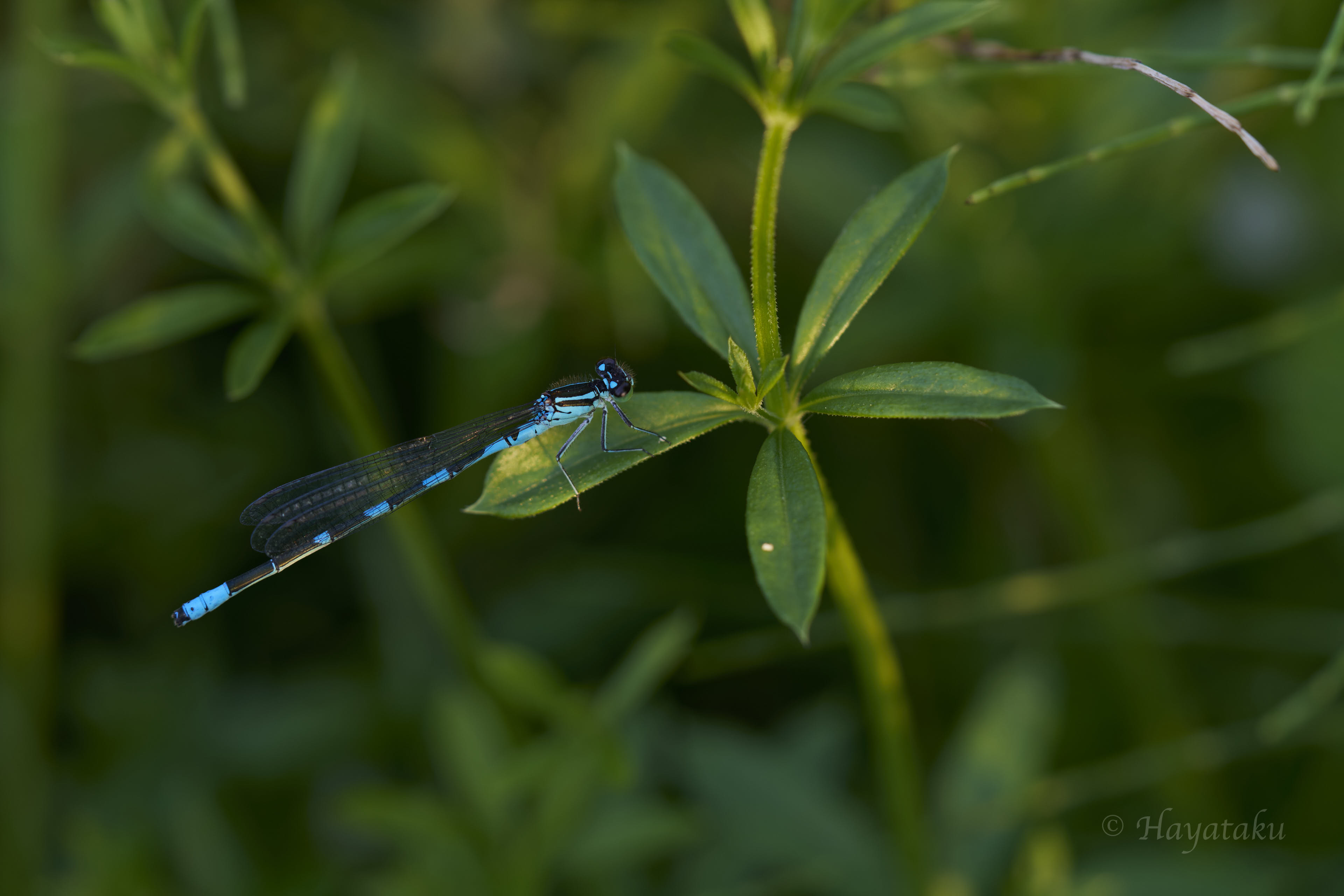 エゾイトトンボ