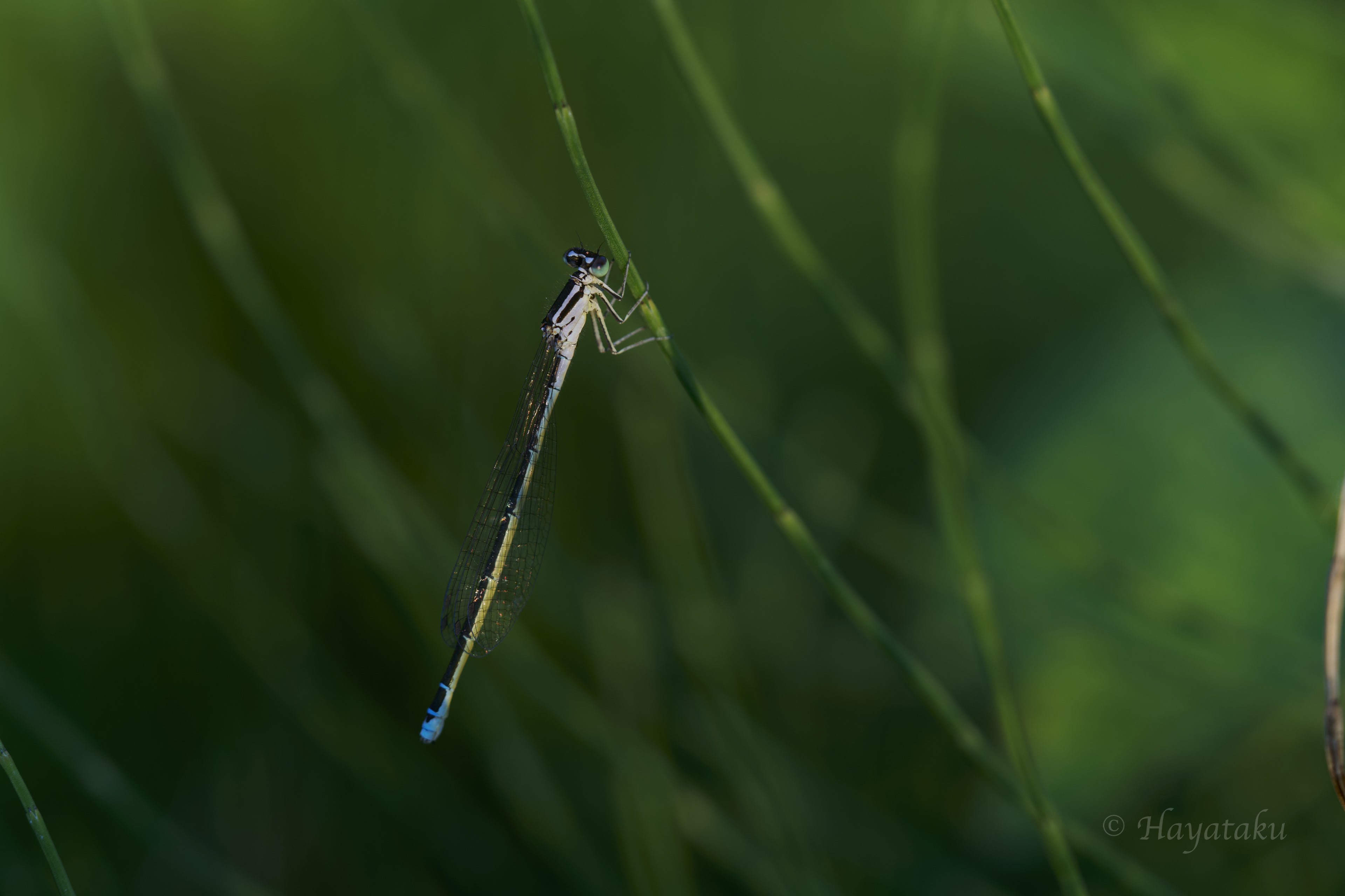 キタイトトンボ