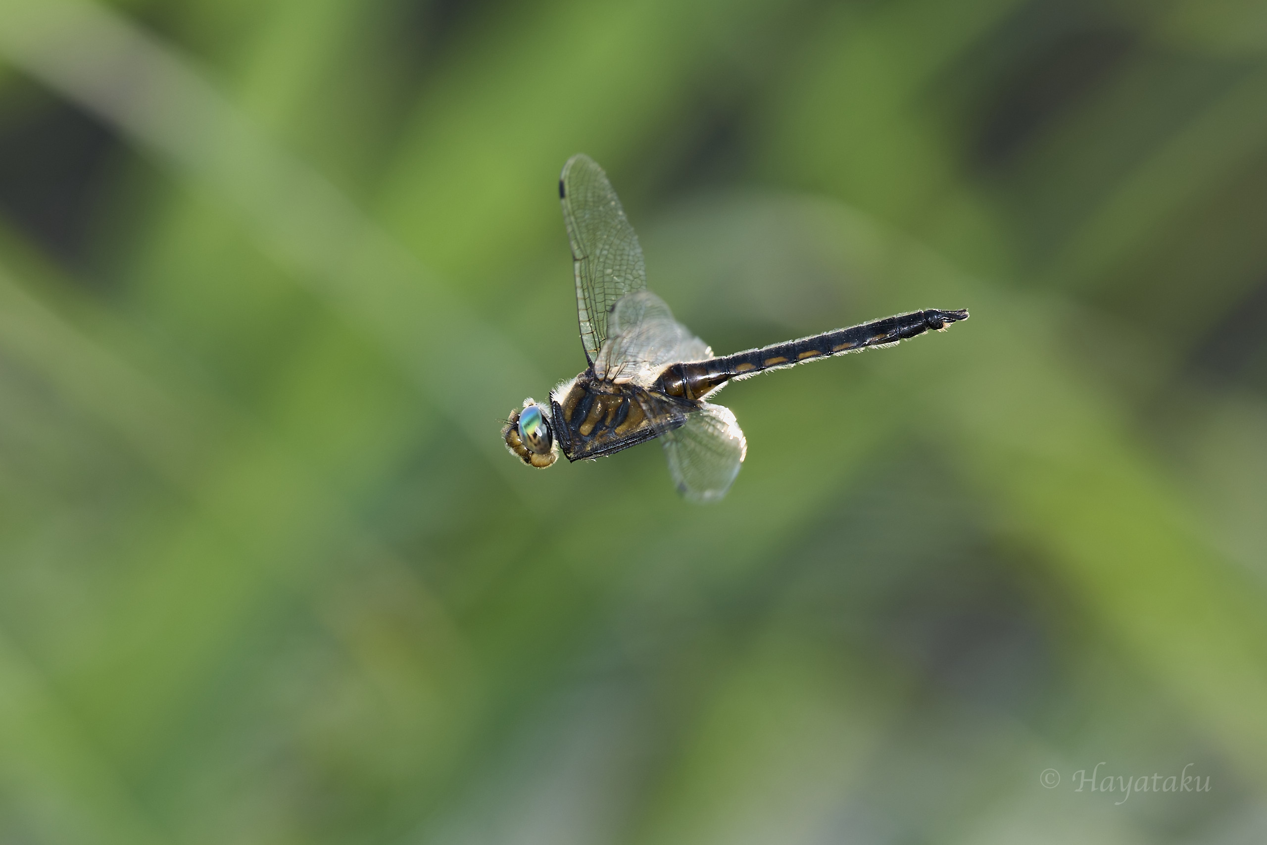 オオトラフトンボ