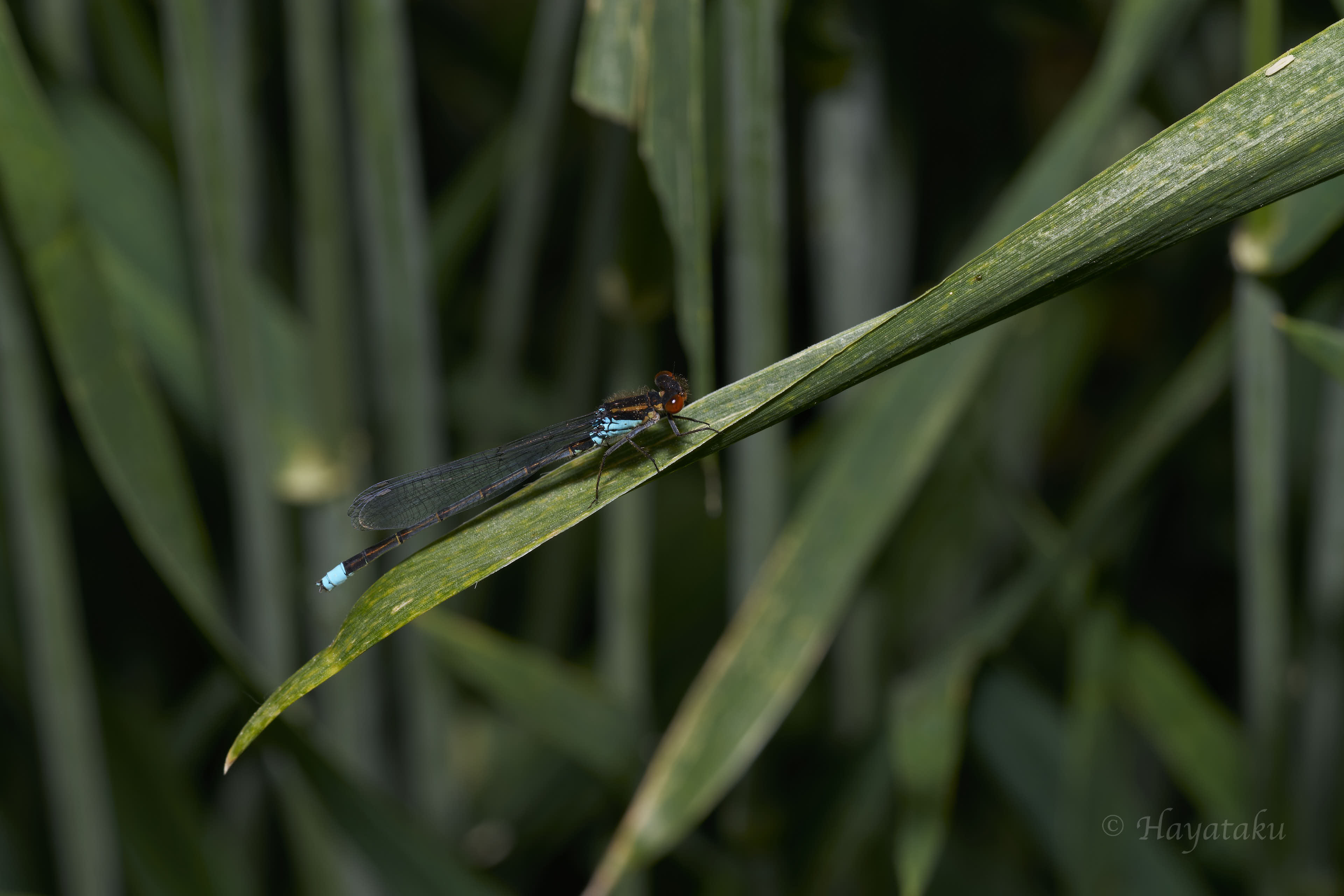アカメイトトンボ