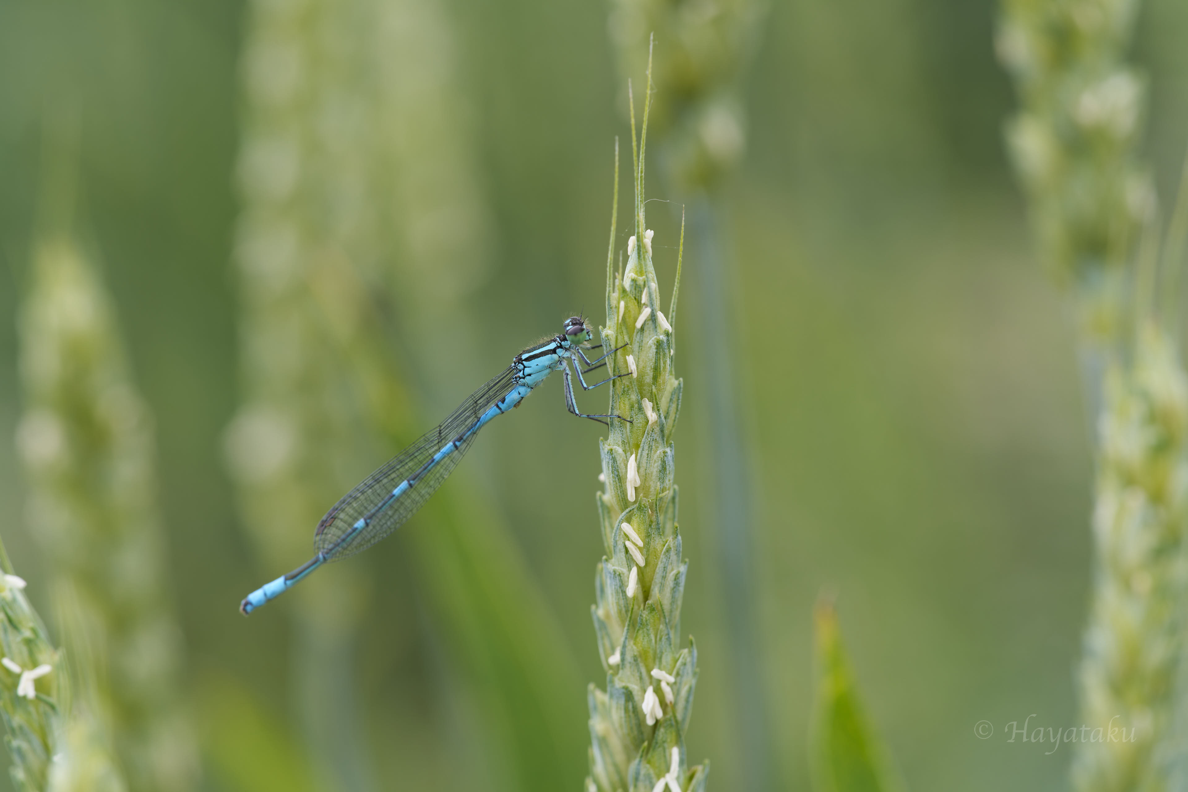 エゾイトトンボ