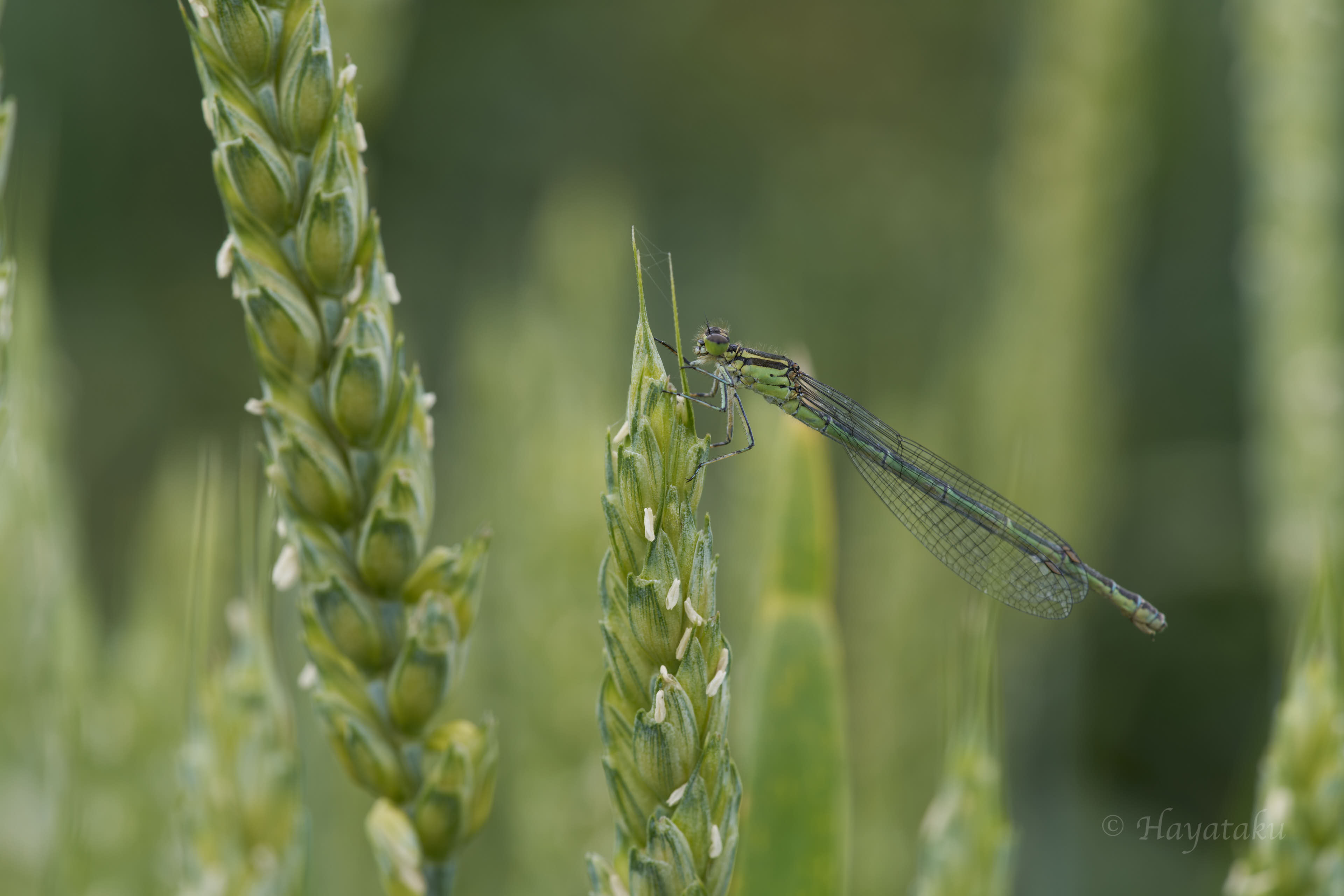 エゾイトトンボ
