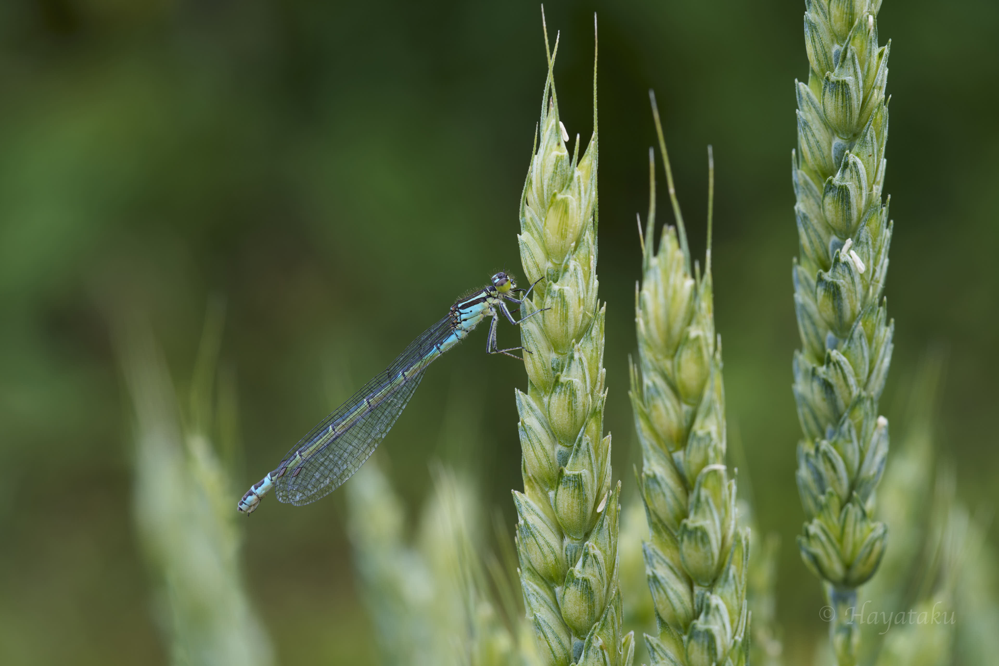 エゾイトトンボ