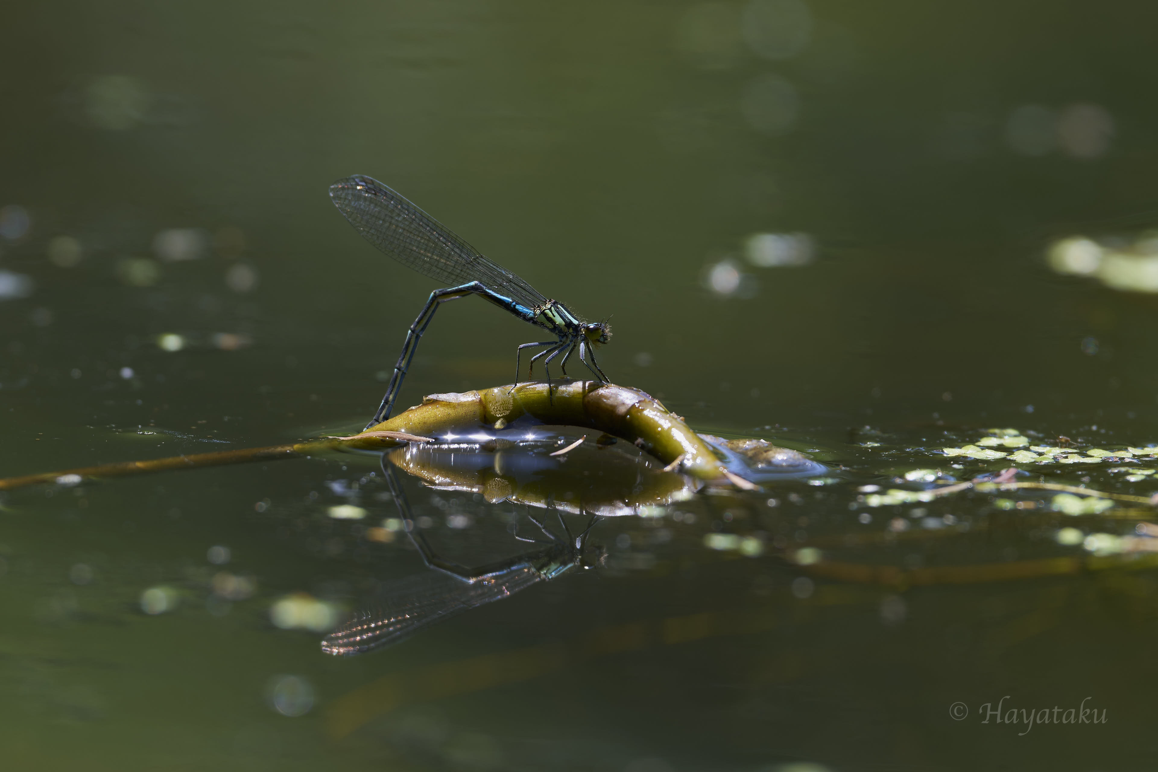 カラフトイトトンボ