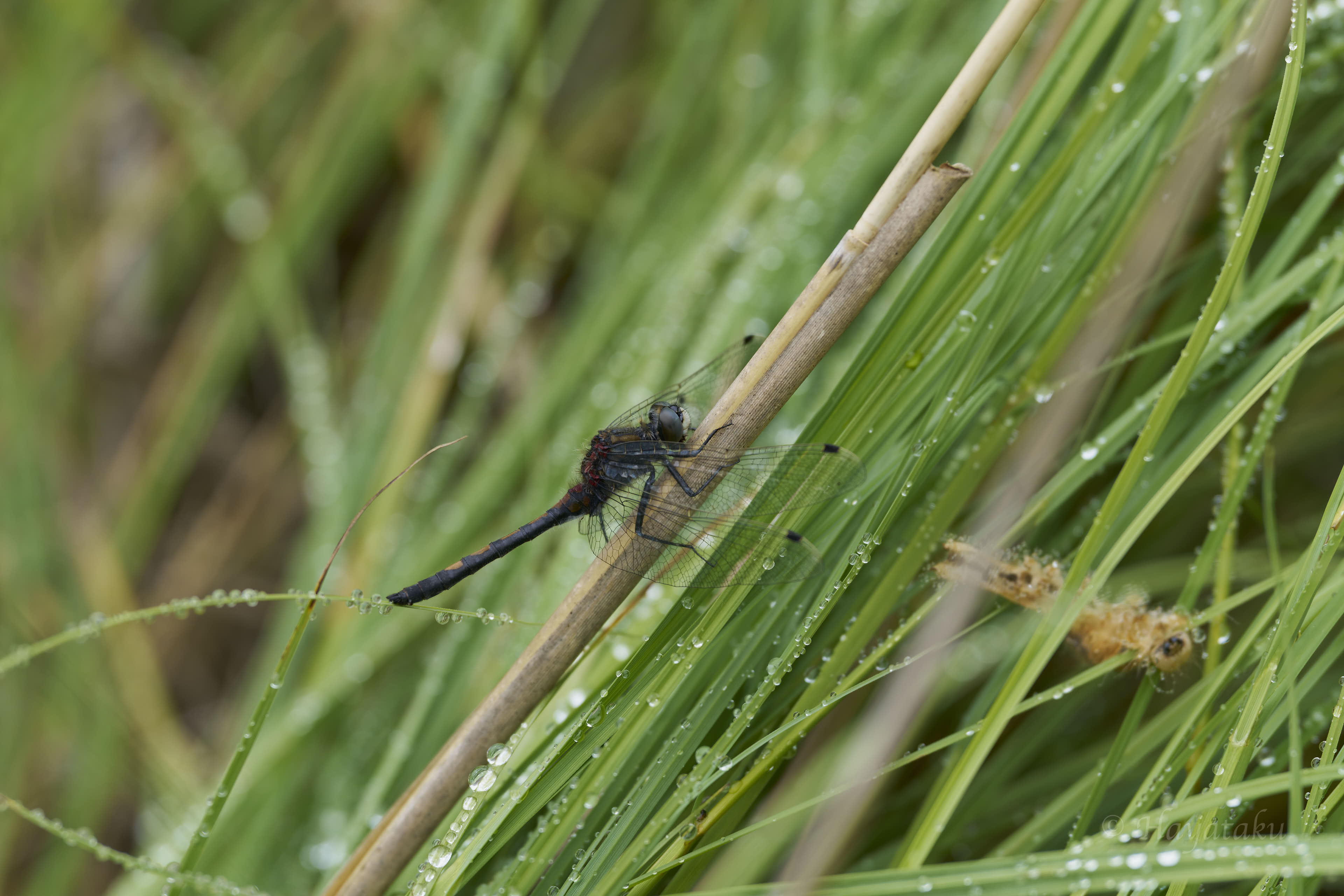 エゾカオジロトンボ