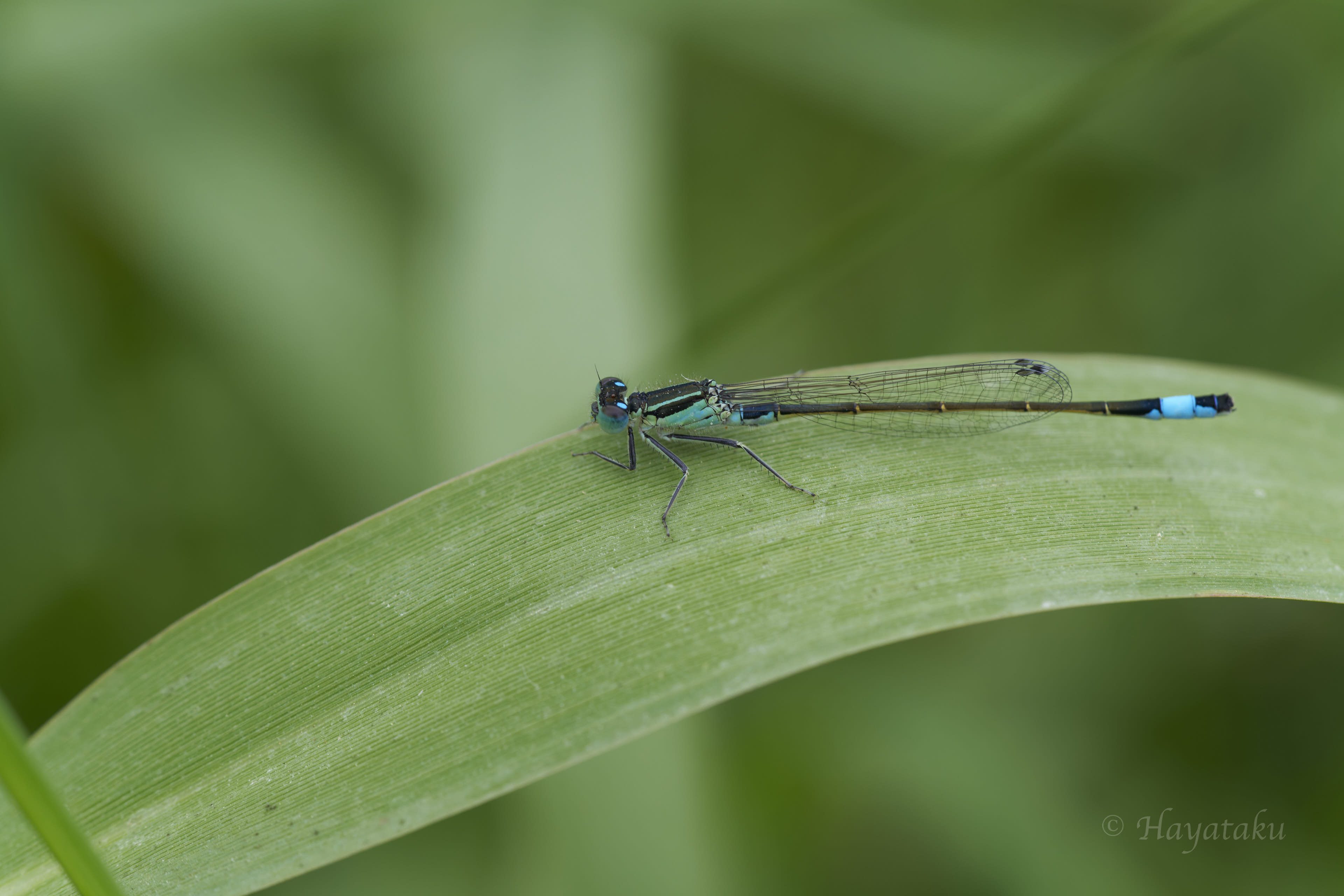 マンシュウイトトンボ