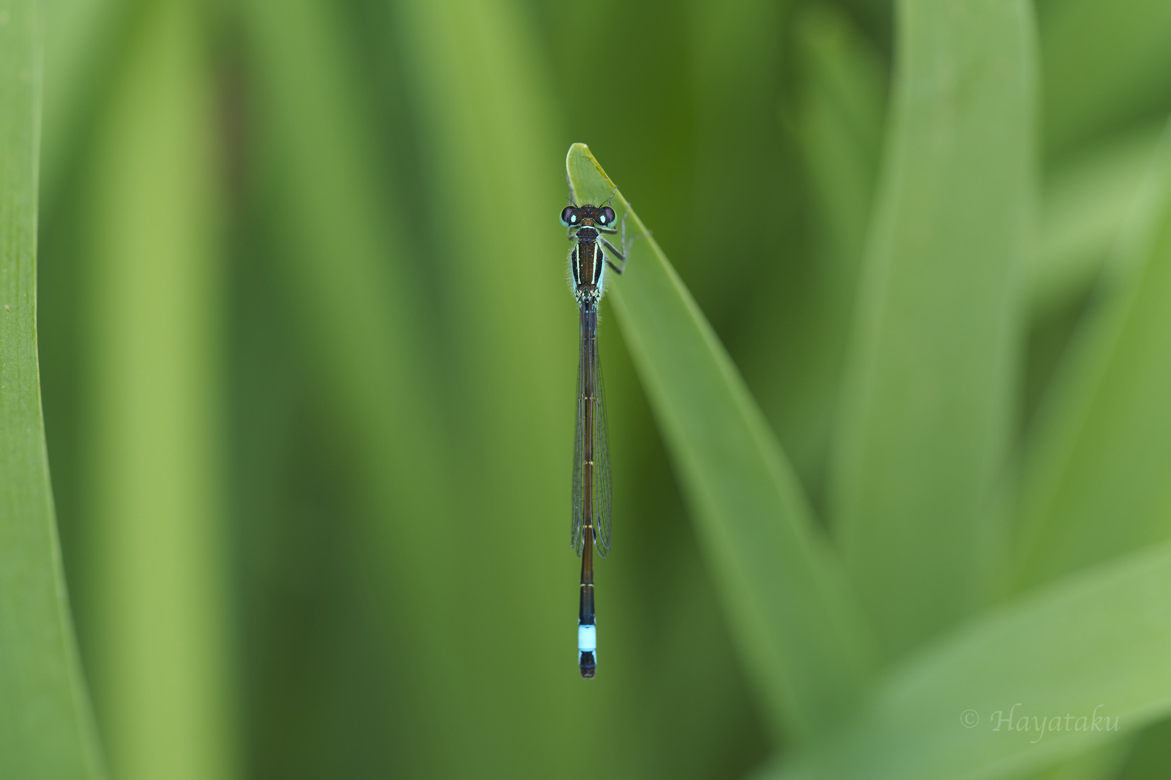 マンシュウイトトンボ