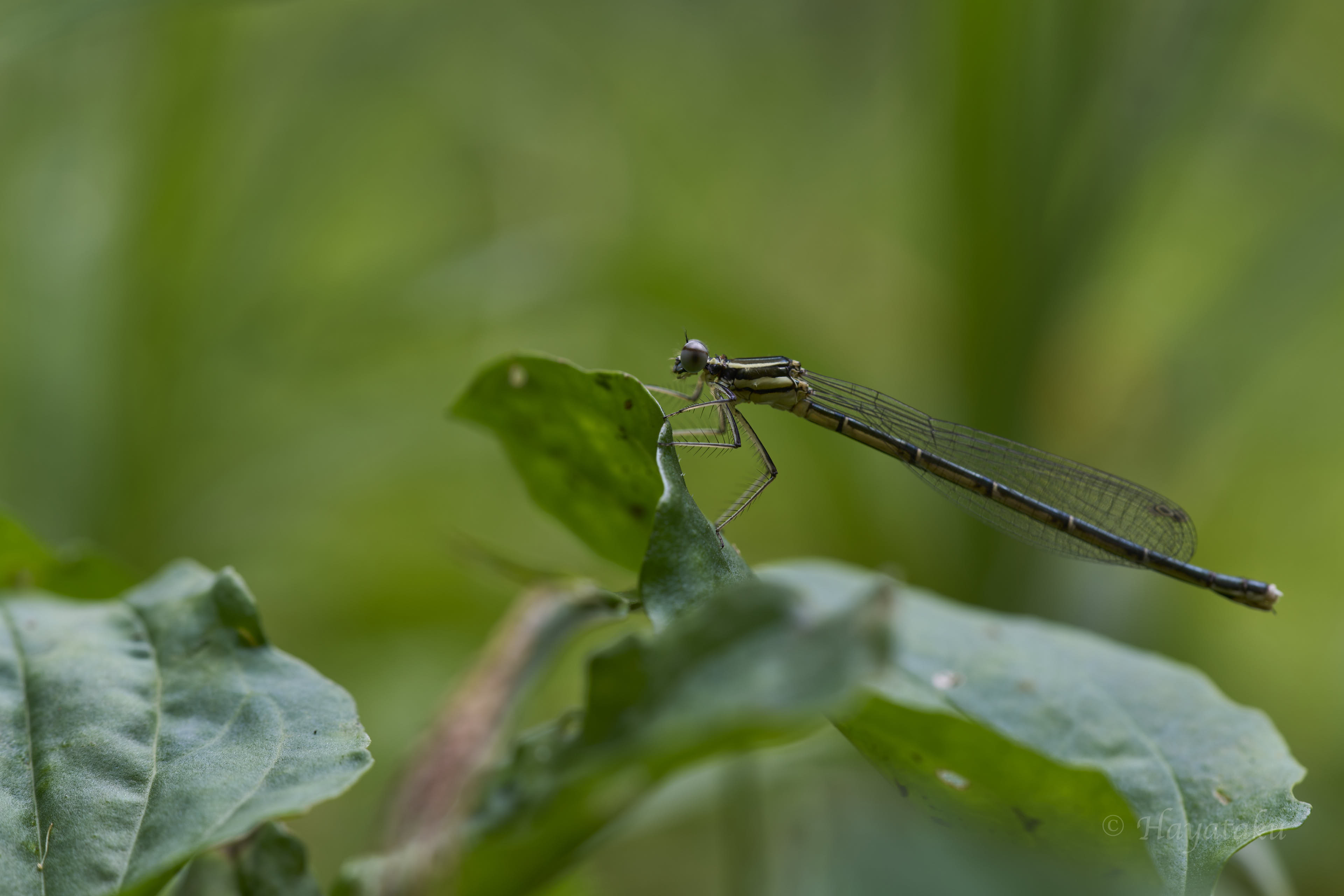 アマゴイルリトンボ
