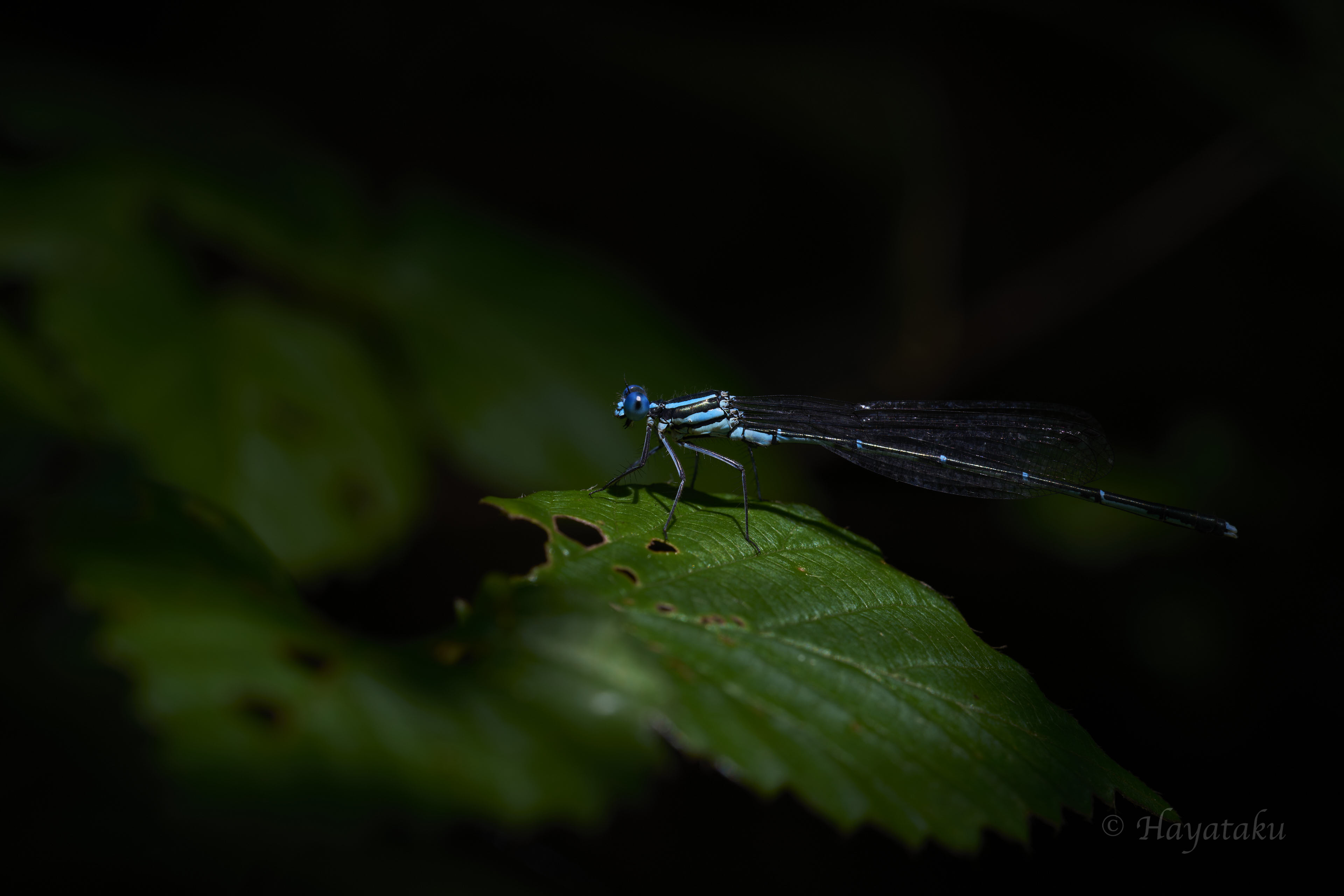 アマゴイルリトンボ