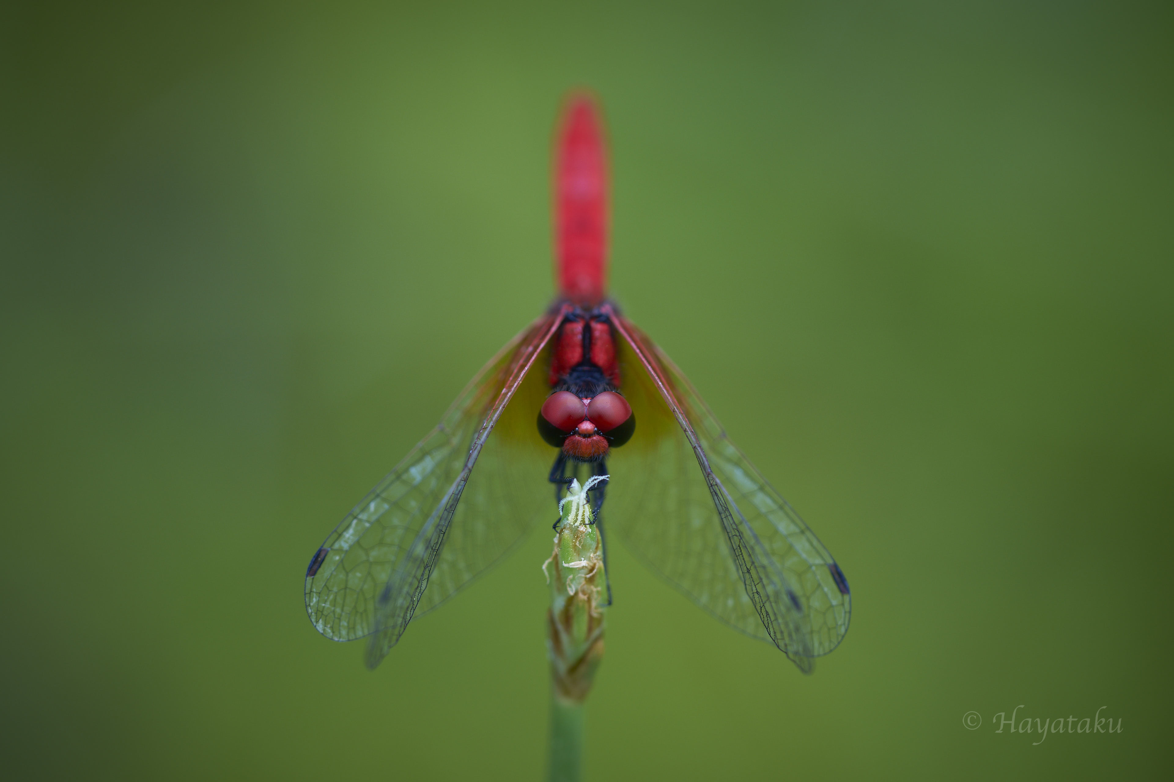 ハッチョウトンボ