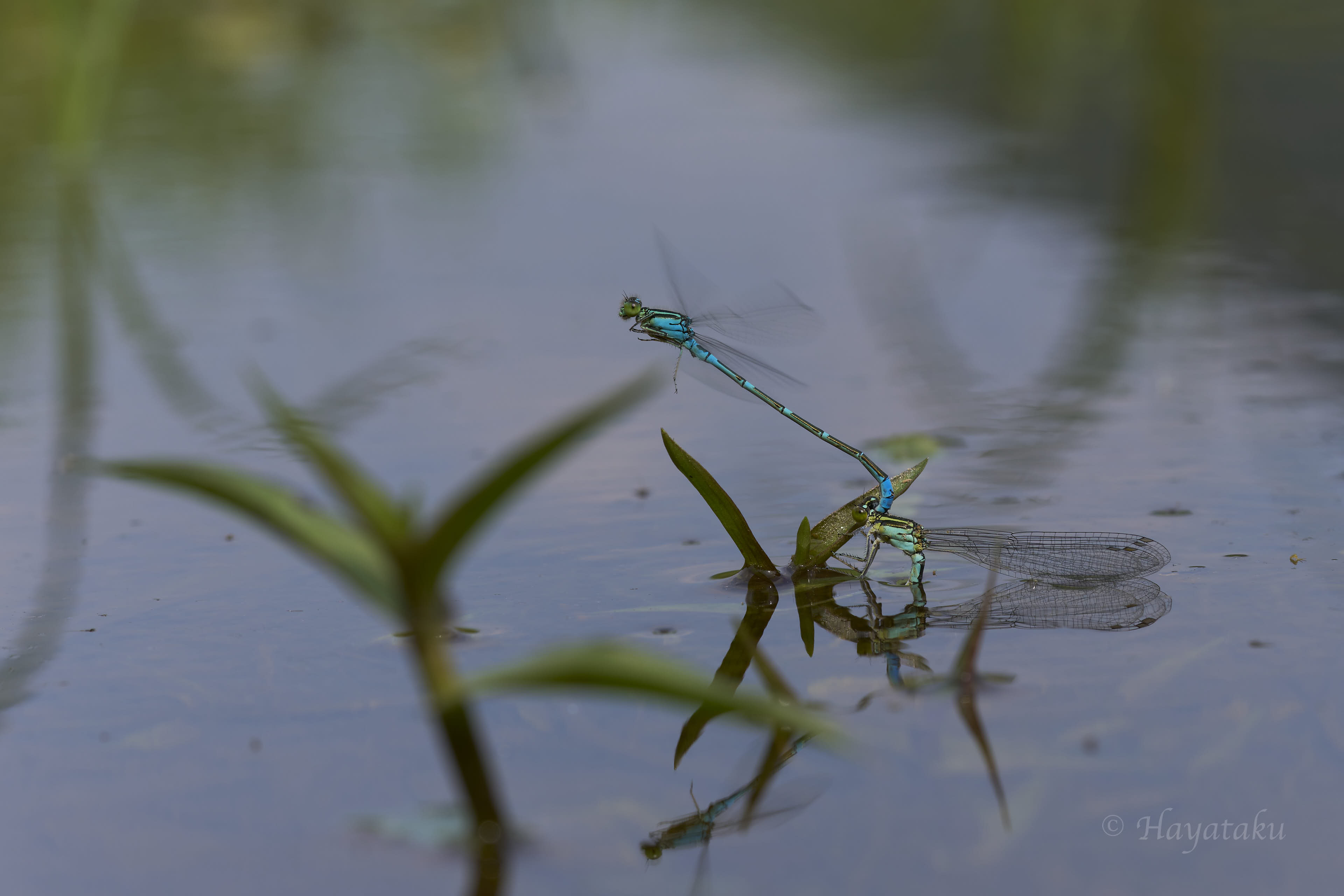 オオイトトンボ