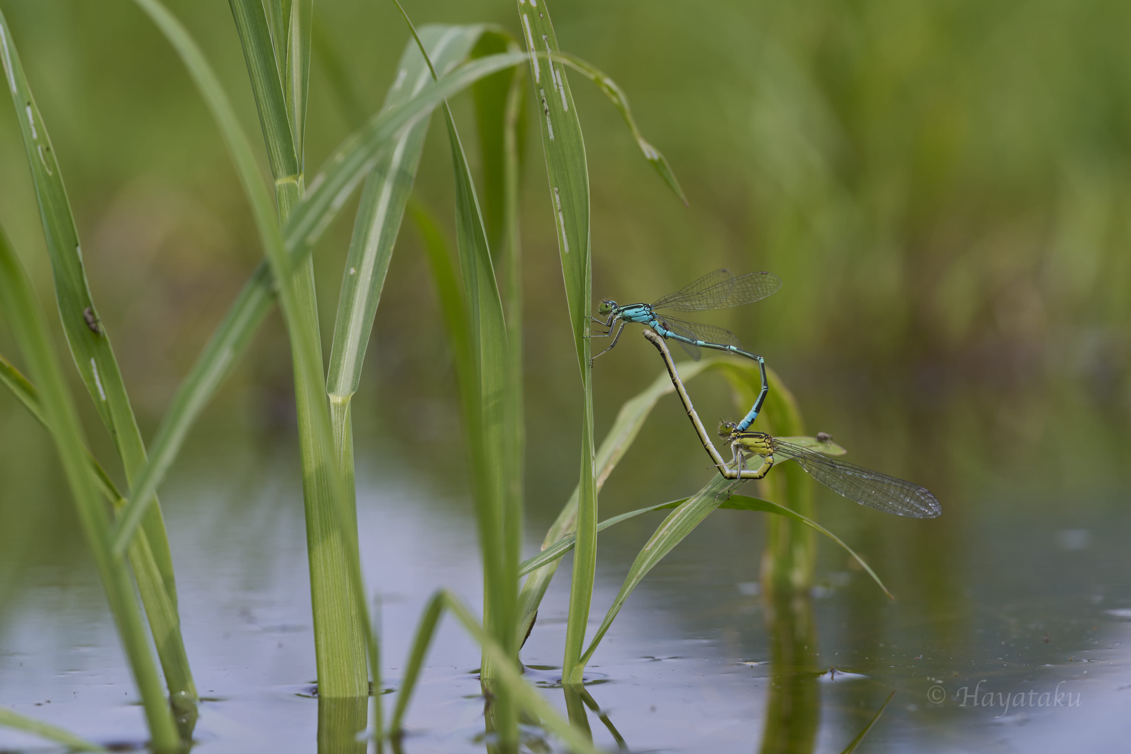 オオイトトンボ
