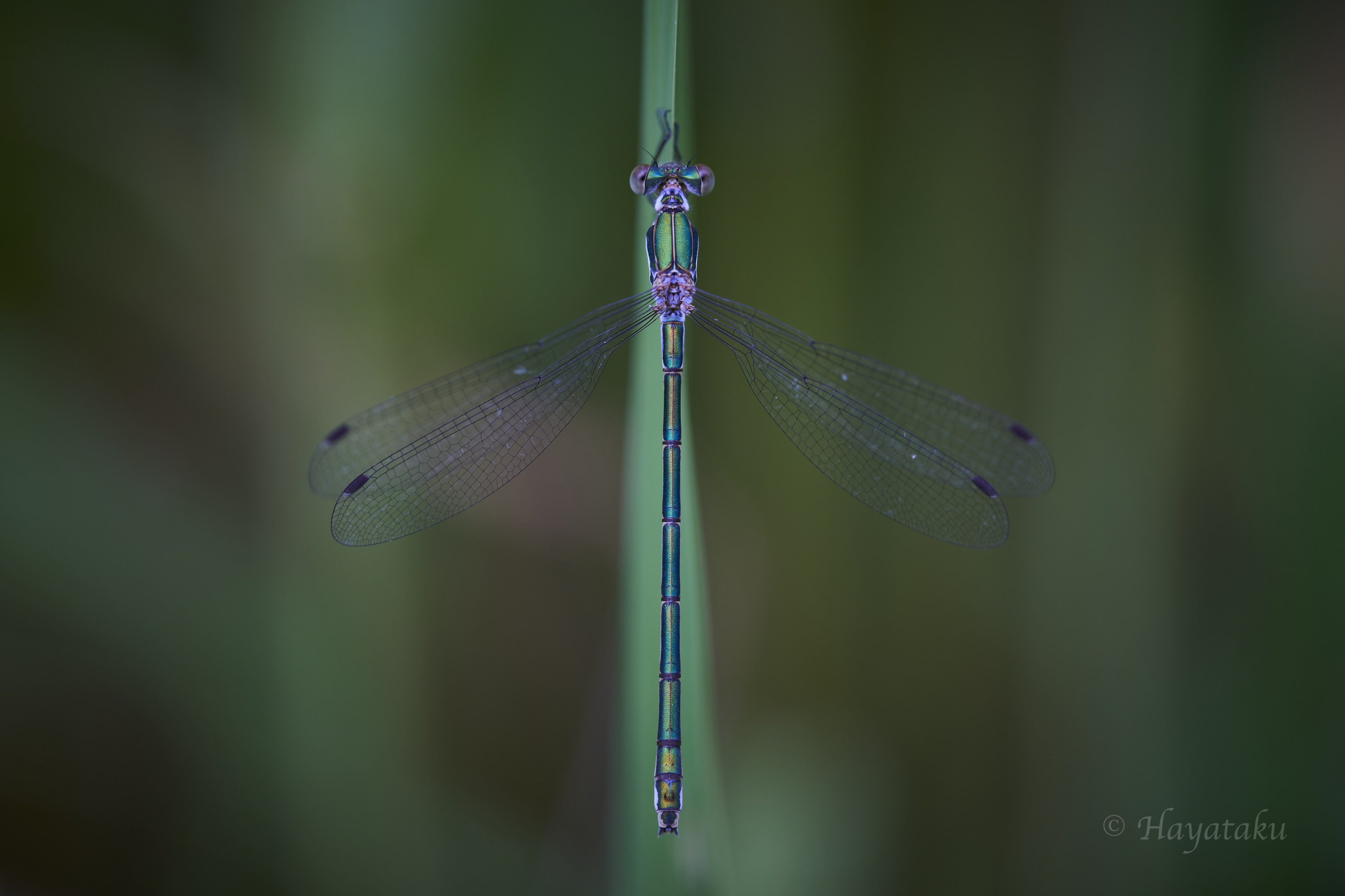 アオイトトンボ