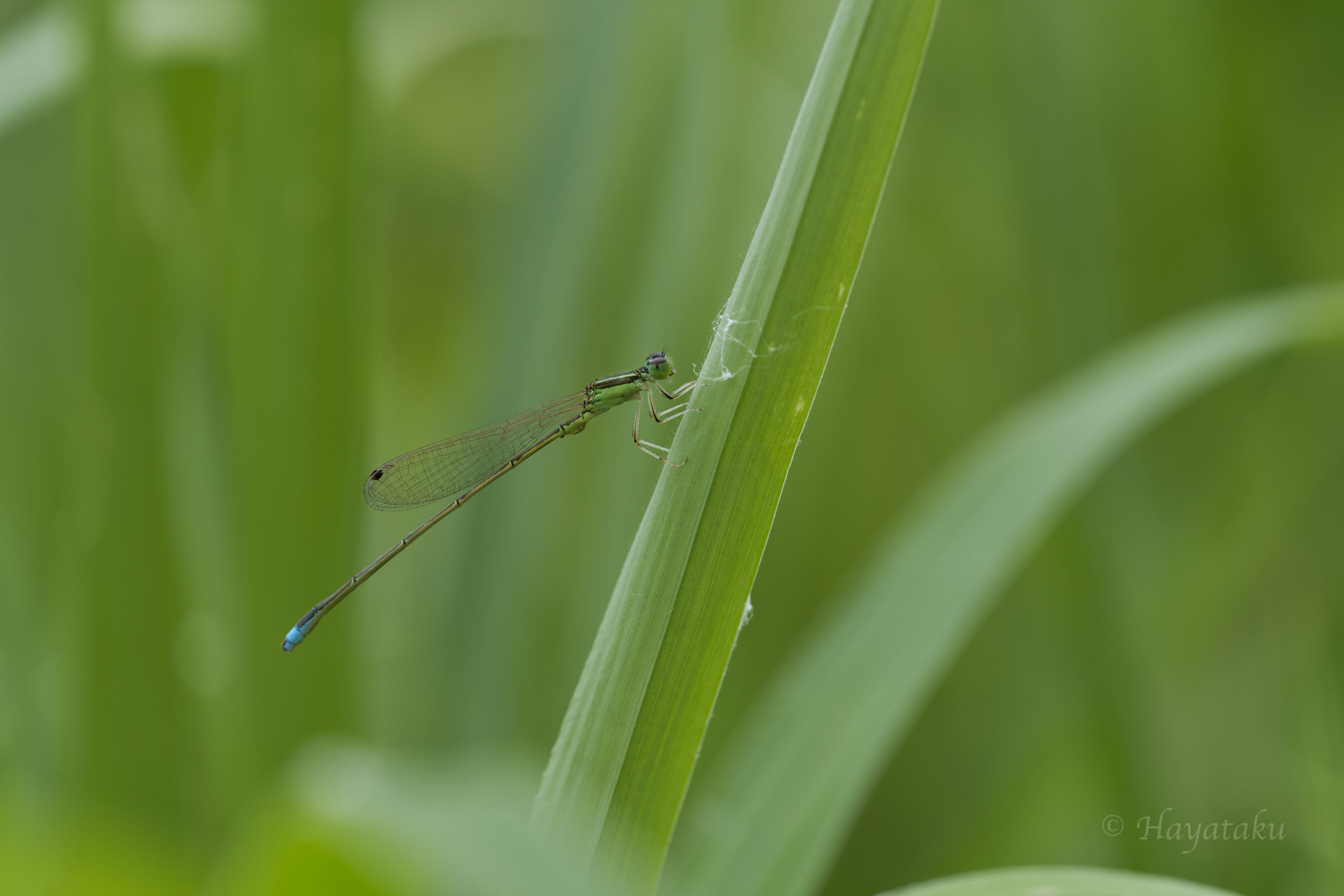 アジアイトトンボ