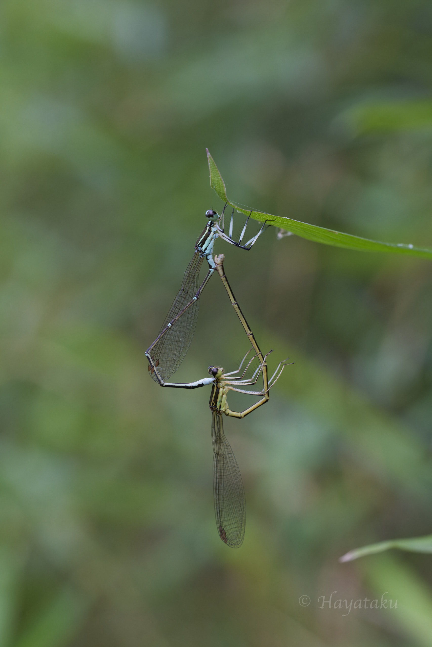 モノサシトンボ