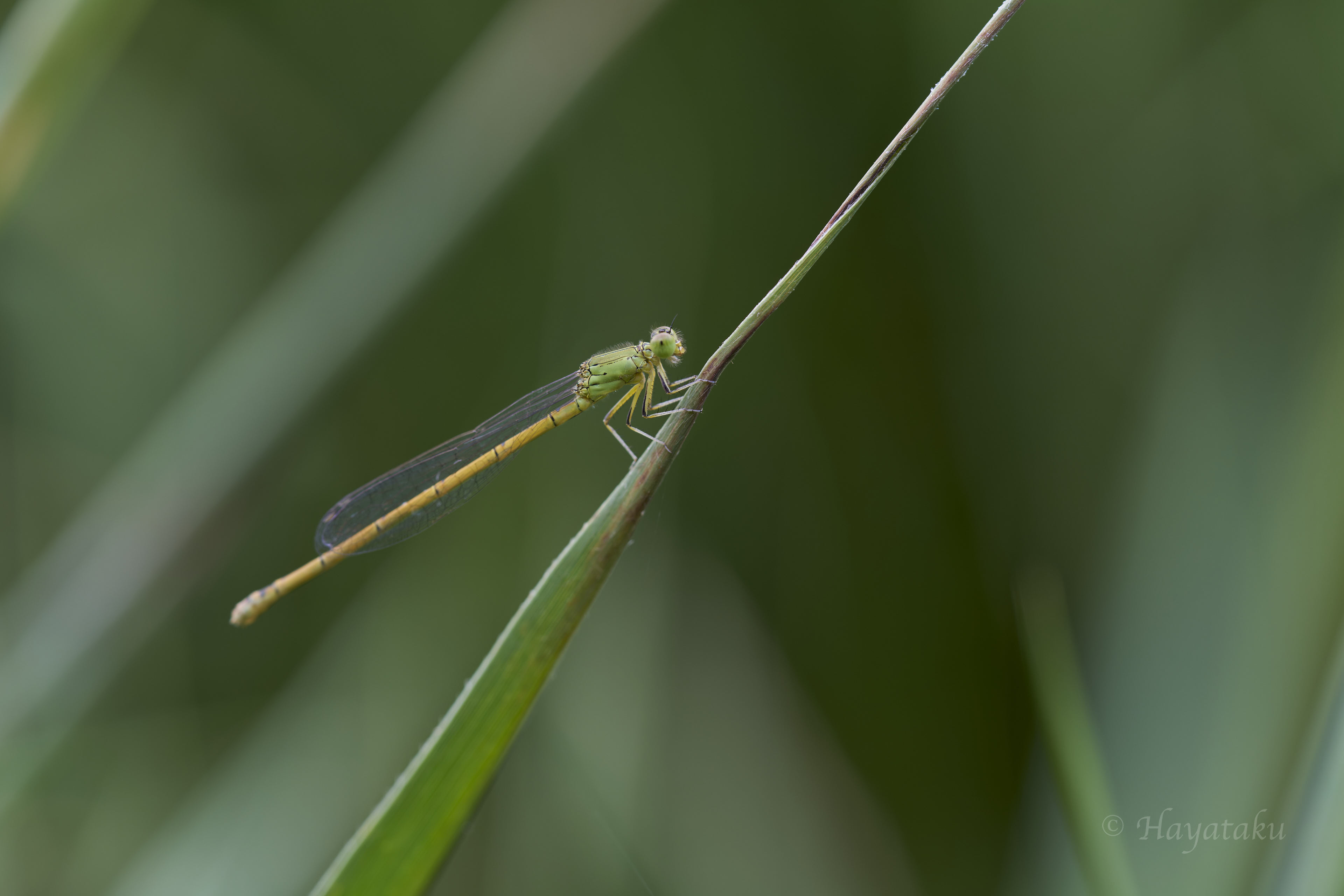 オオセスジイトトンボ