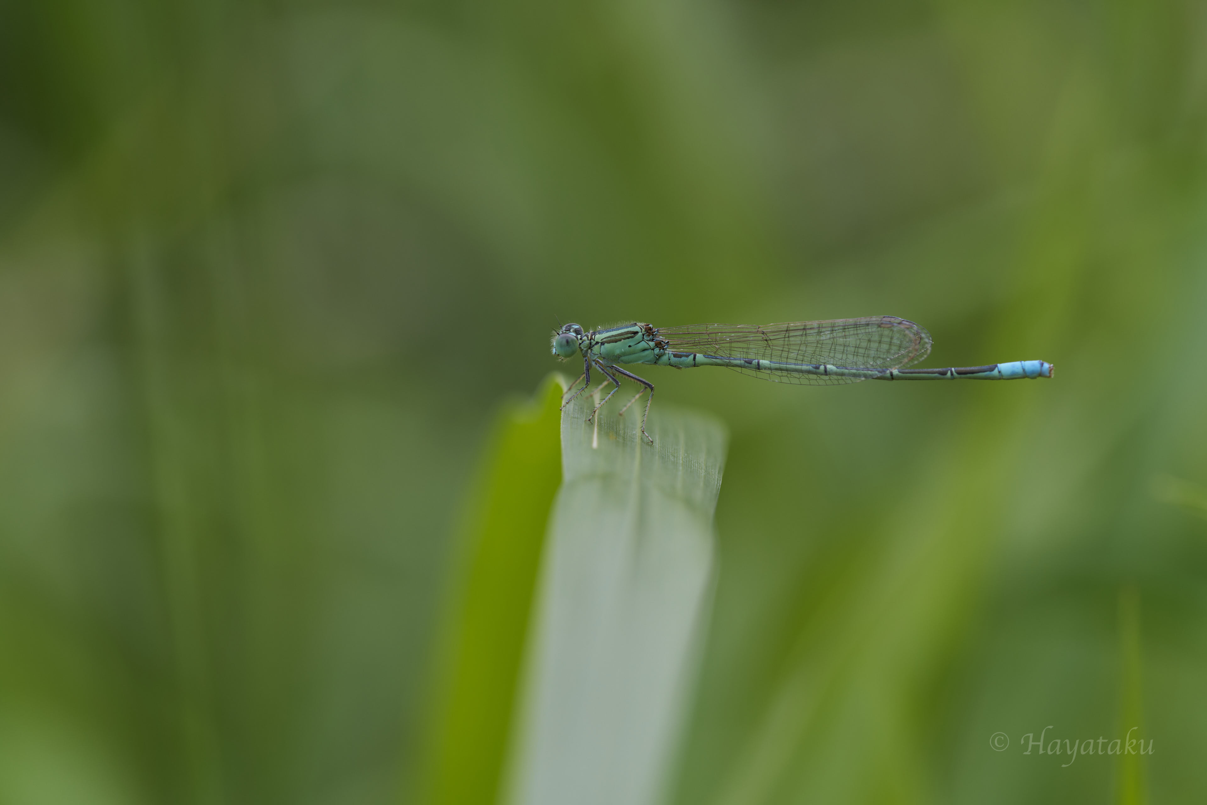 セスジイトトンボ