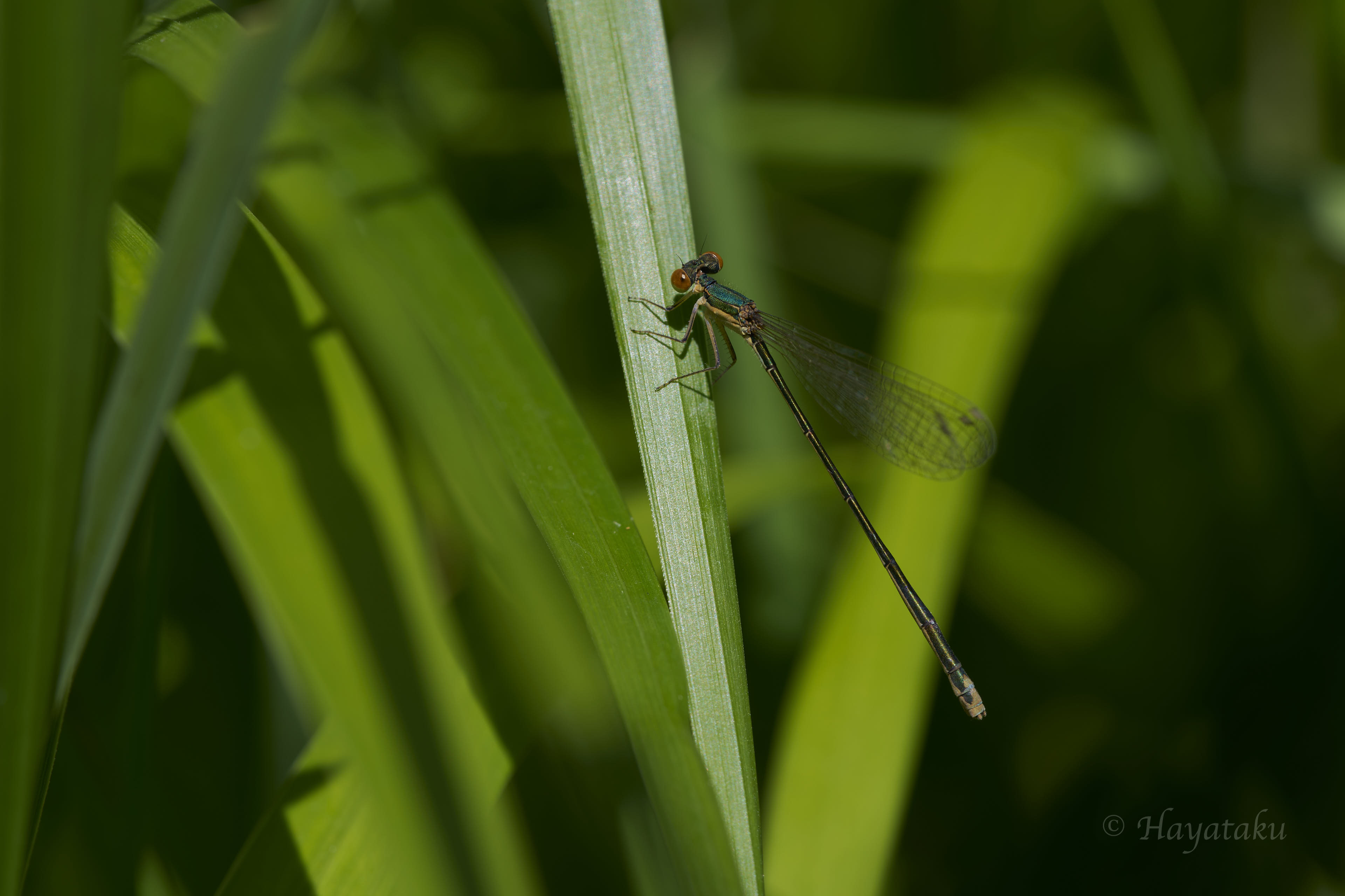 カラカネイトトンボ