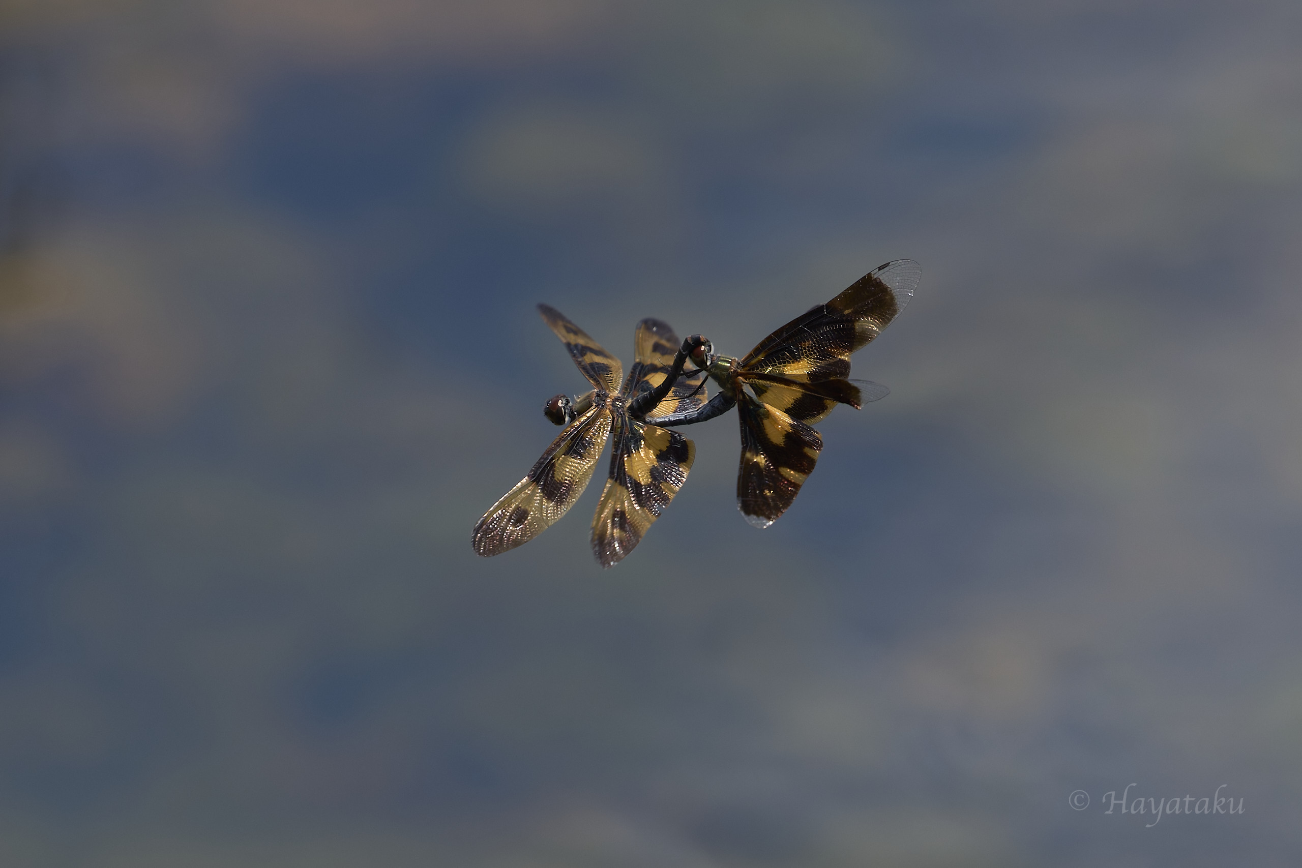 オキナワチョウトンボ