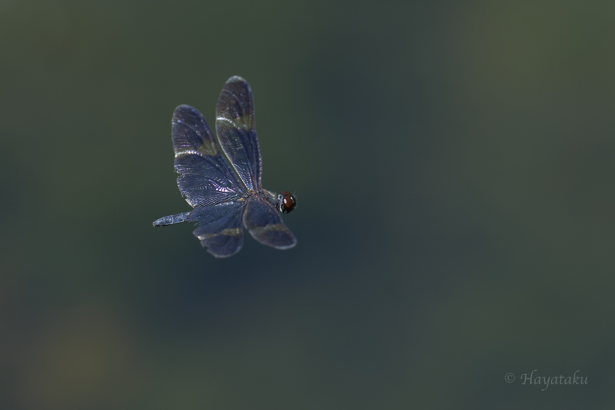 サイジョウチョウトンボ