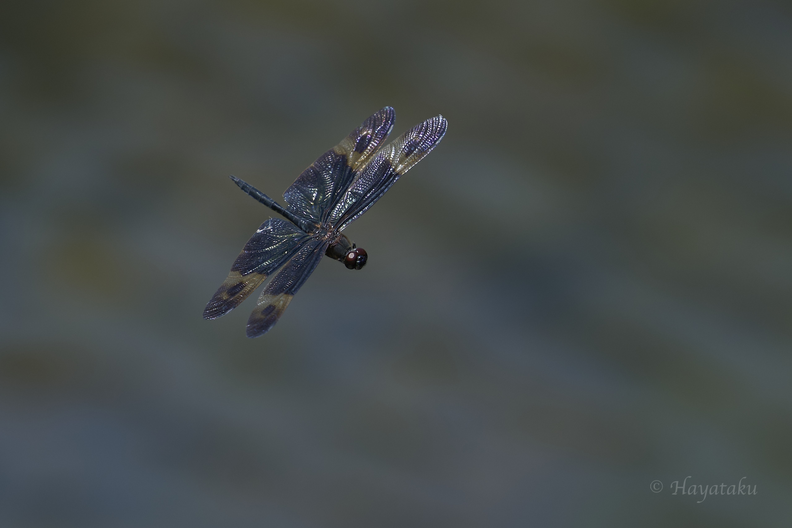 サイジョウチョウトンボ