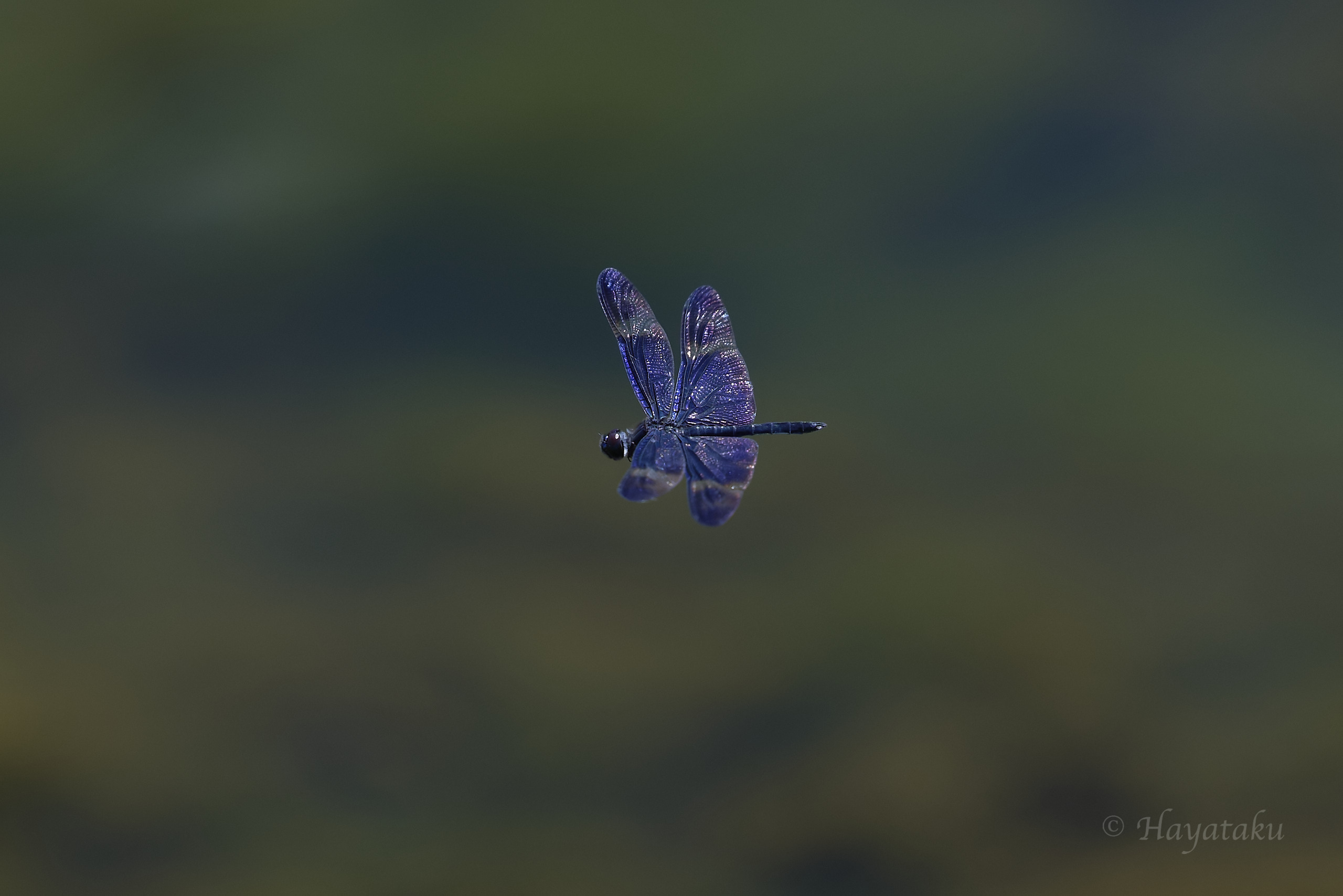 サイジョウチョウトンボ