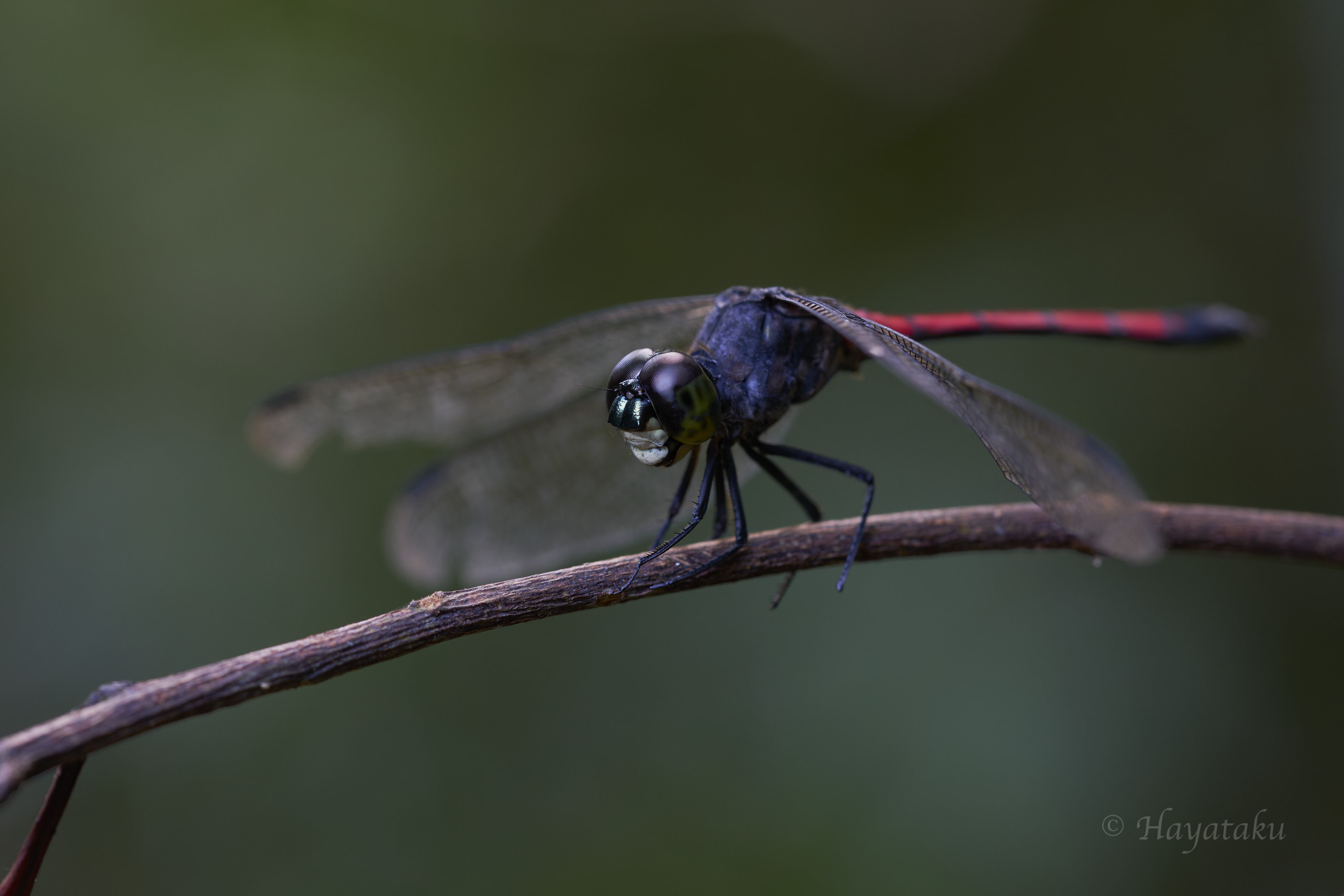 ホソアカトンボ