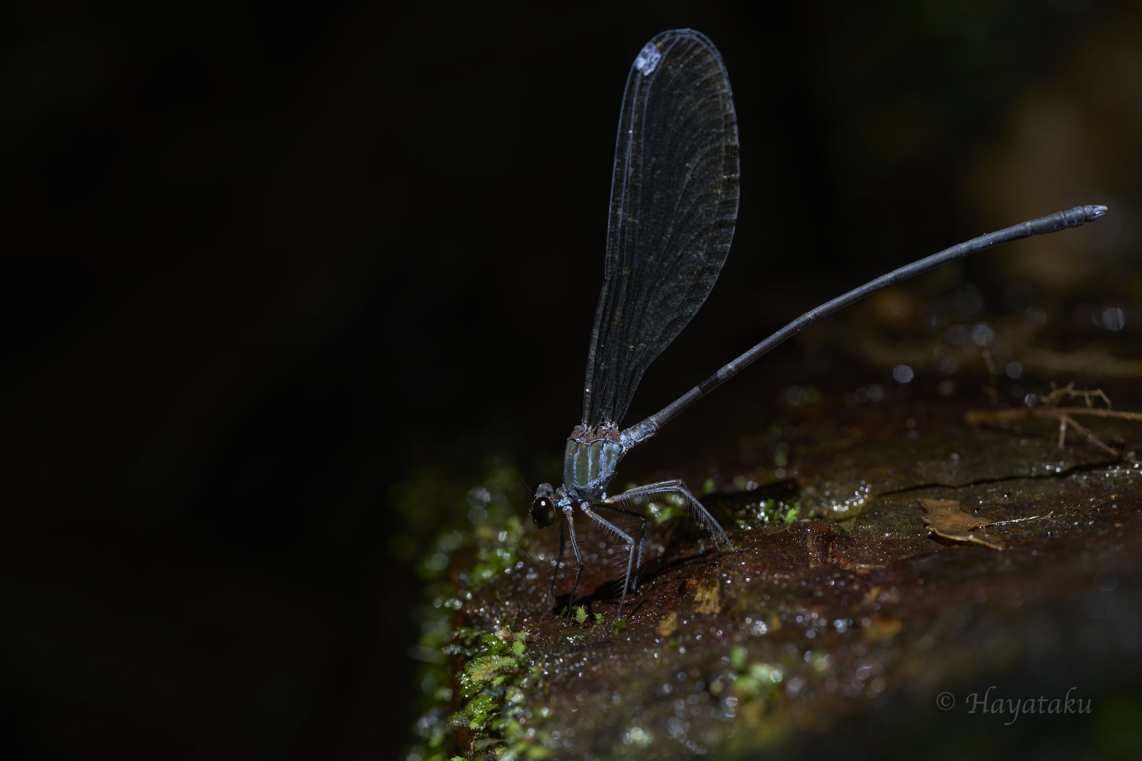 クロイワカワトンボ