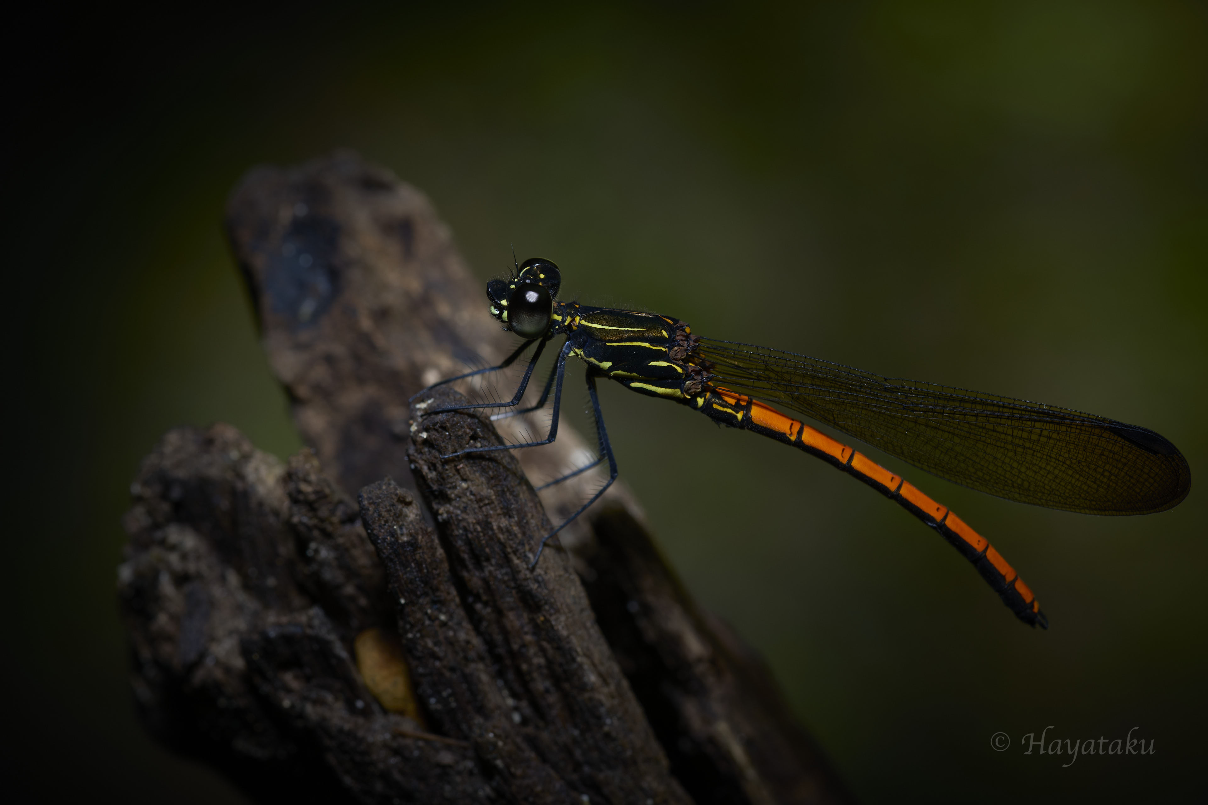 ヤエヤマハナダカトンボ